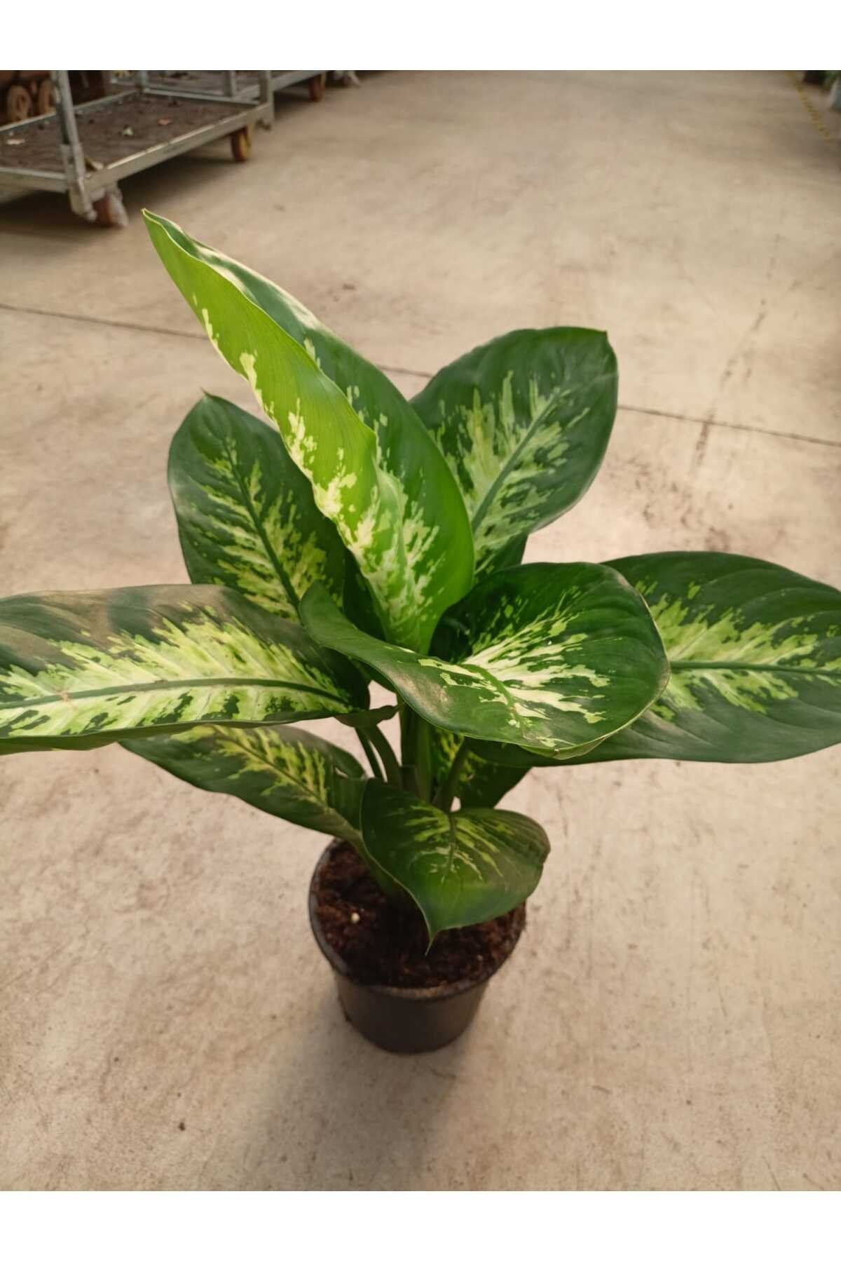 Difenbahya (tropik) - Ağlayan Çiçek 60 -80 cm Salon,Ev,Ofis Bİtkisi