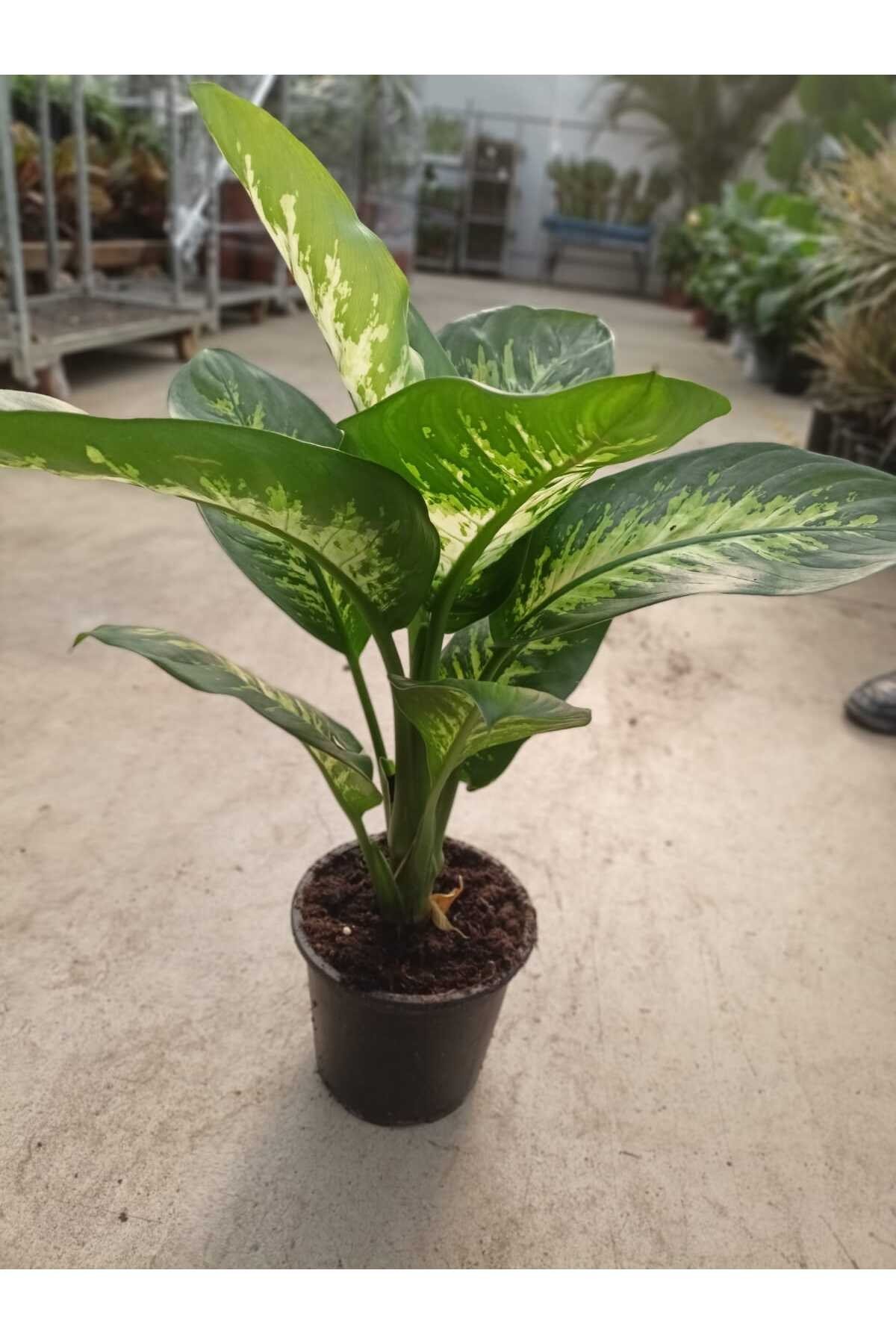 Difenbahya (tropik) - Ağlayan Çiçek 60 -80 cm Salon,Ev,Ofis Bİtkisi