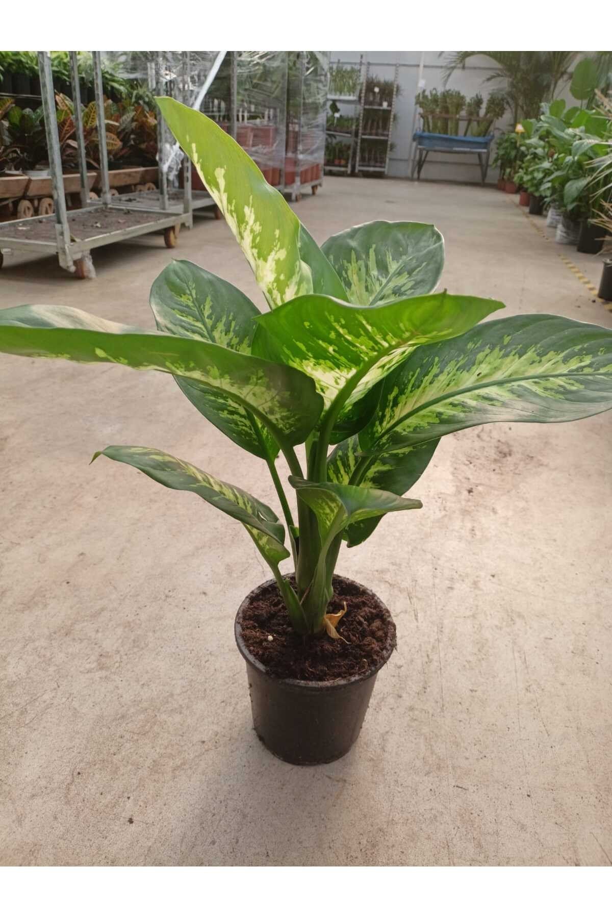 Difenbahya (tropik) - Ağlayan Çiçek 60 -80 cm Salon,Ev,Ofis Bİtkisi
