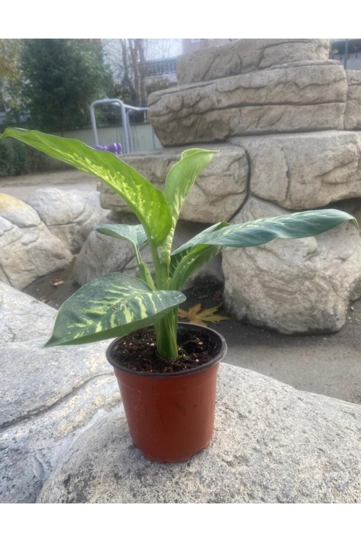 Difenbahya Tropik Salon Bitkisi 45-55 Cm