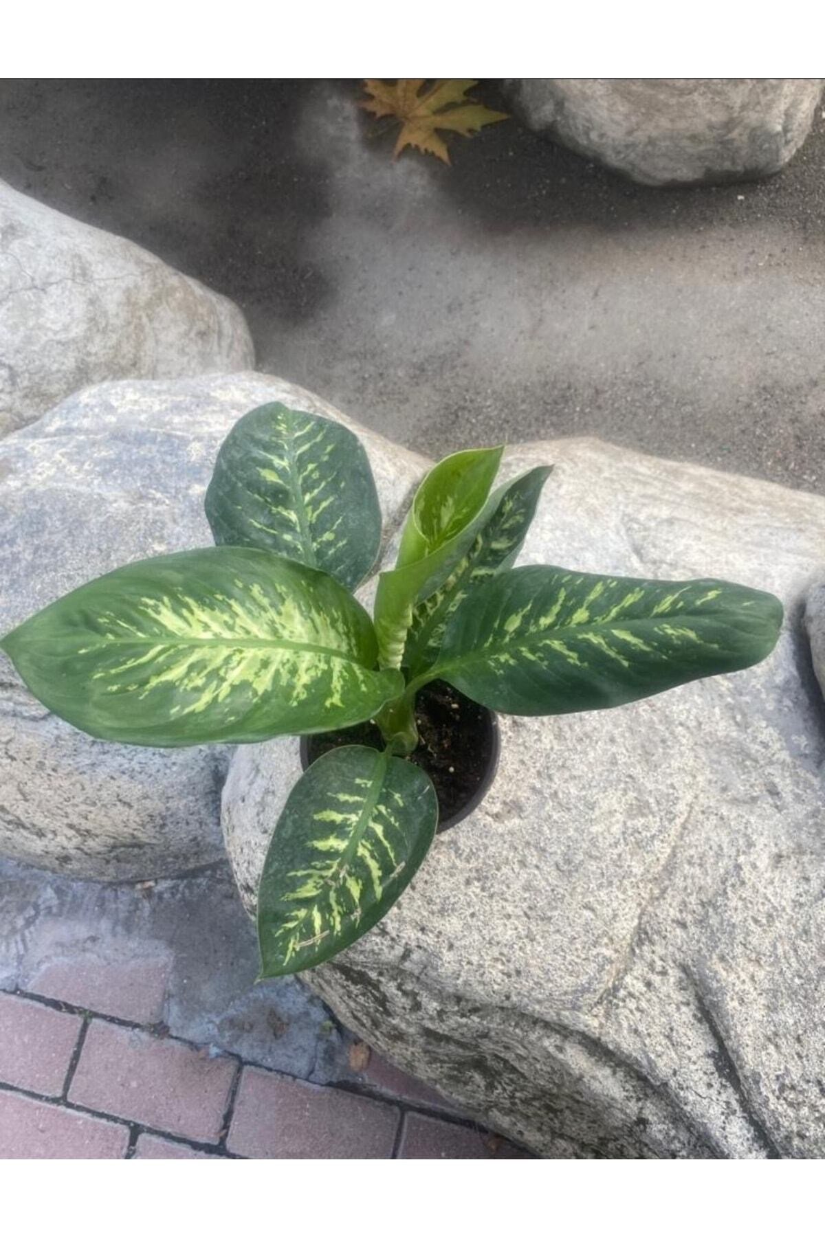Difenbahya Tropik Salon Bitkisi 45-55 Cm