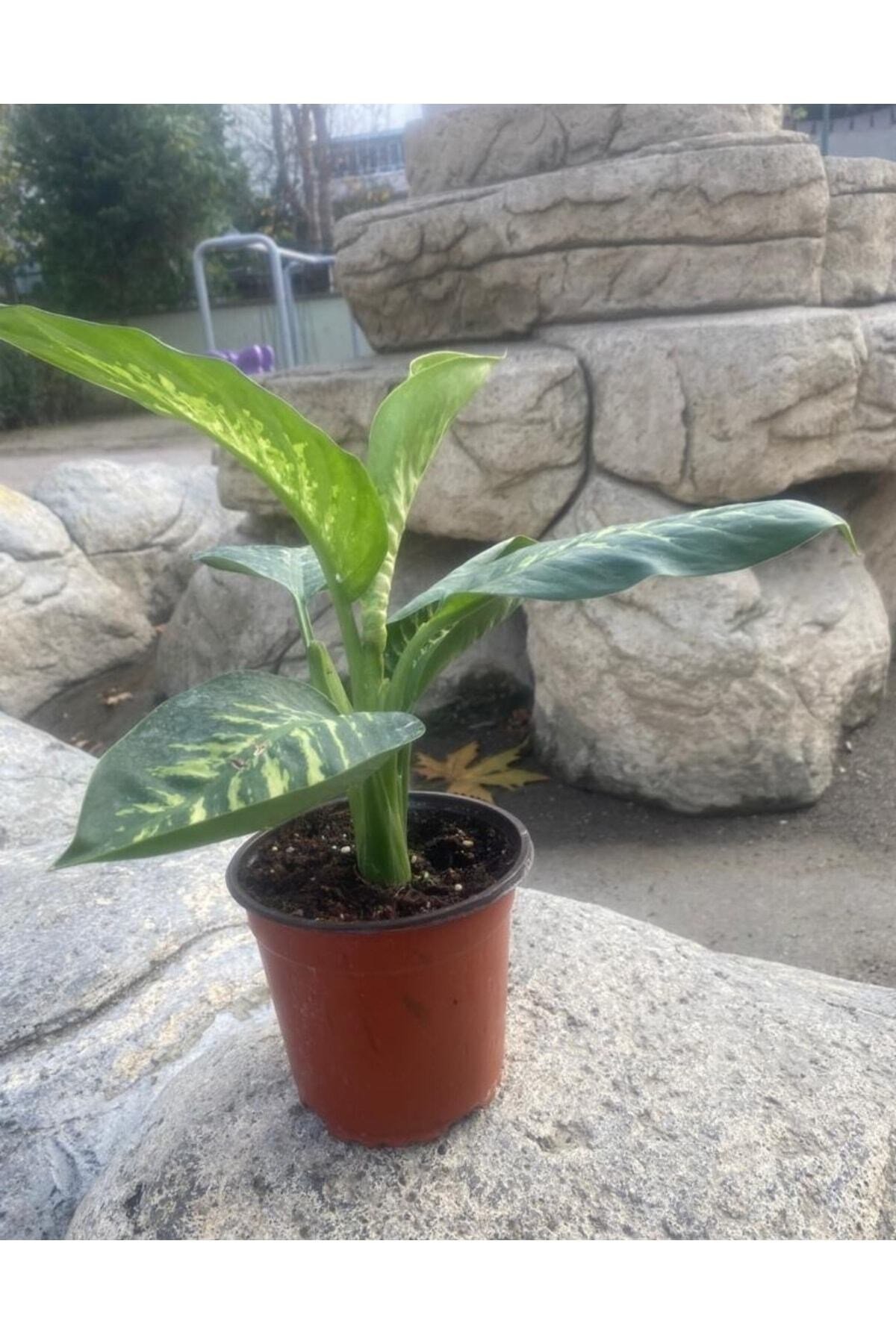 Difenbahya Tropik Salon Bitkisi 45-55 Cm