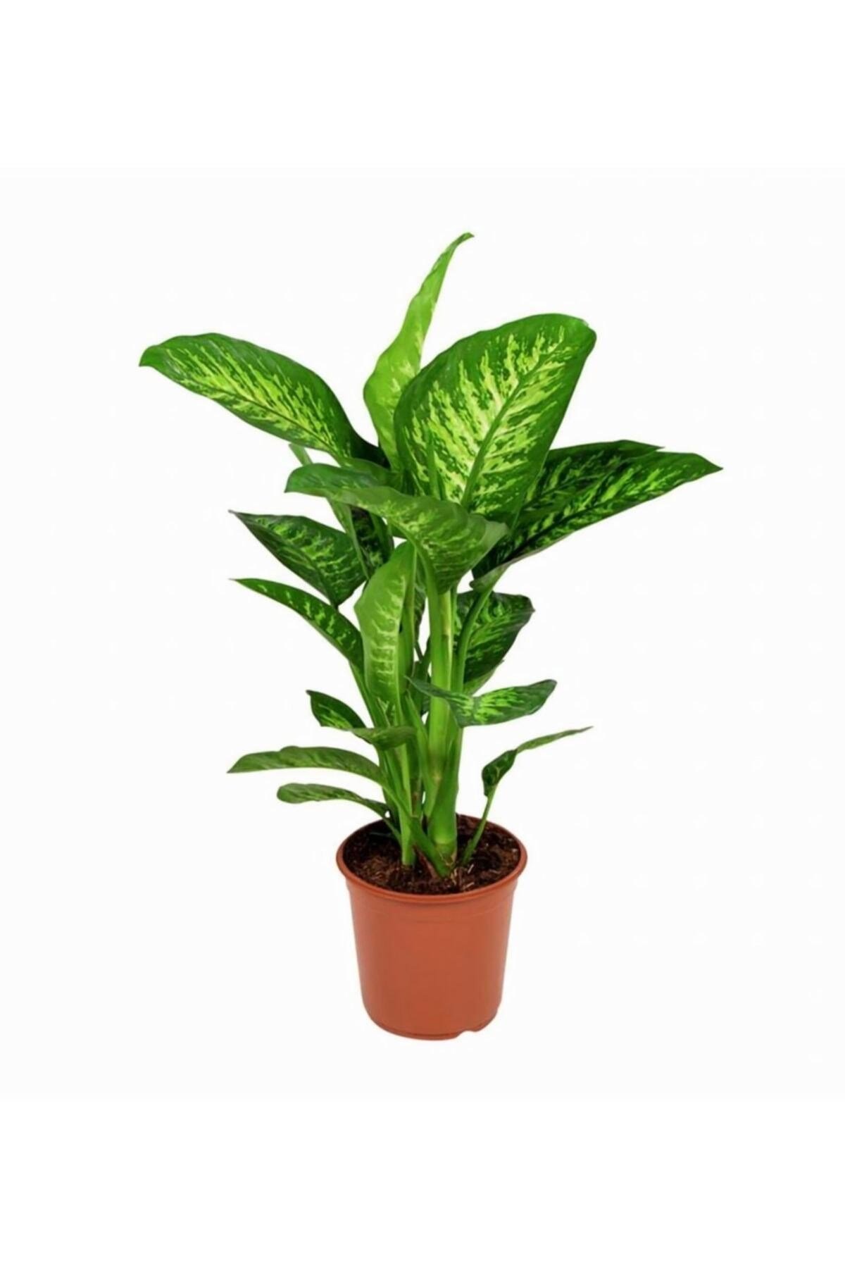 Difenbahya Tropik Salon Bitkisi 60 - 90 cm.