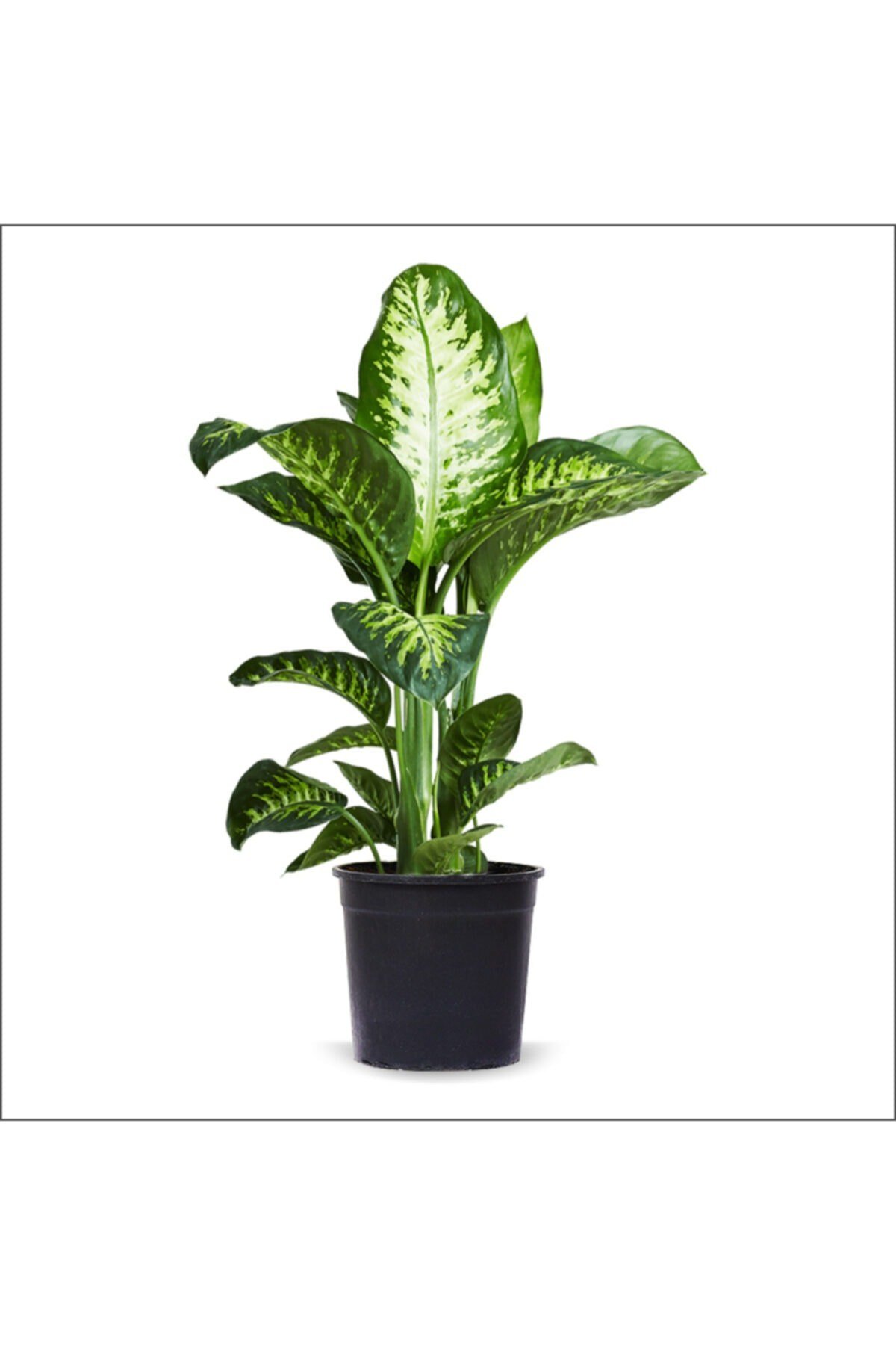 Difenbahya Tropik Snow (40-60 Cm)