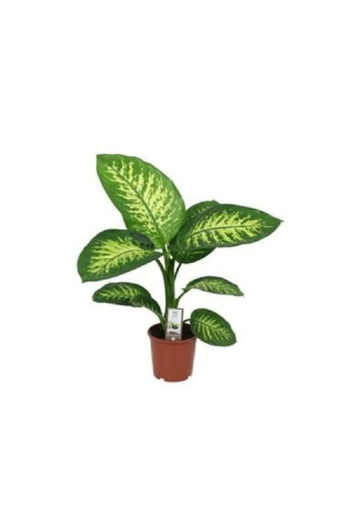 Difenbahya Tropik Snow - Ağlayan Çiçek 50-60 Cm Üretim Saksılı