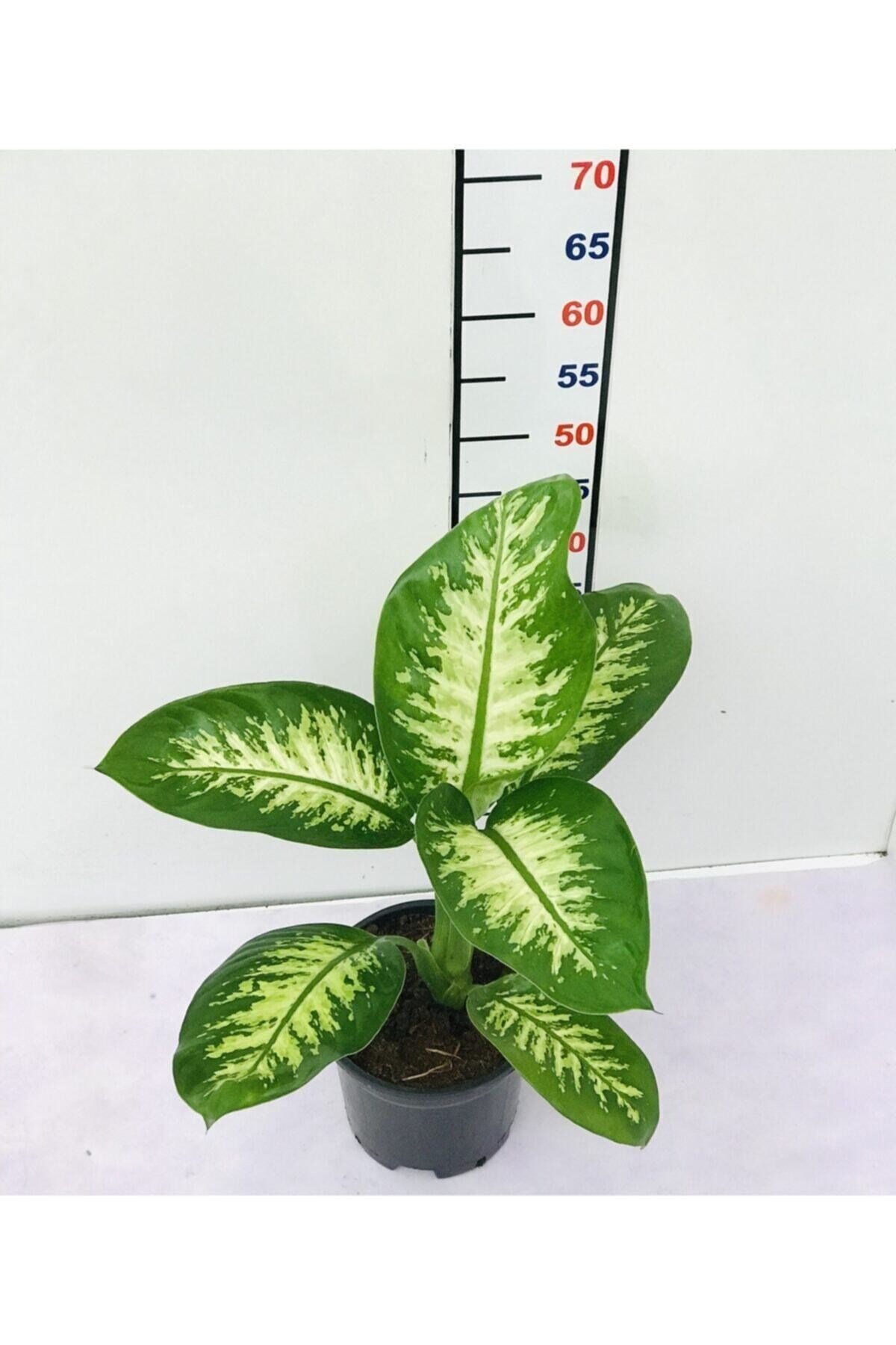 Difenbahya Tropik Snow Q17