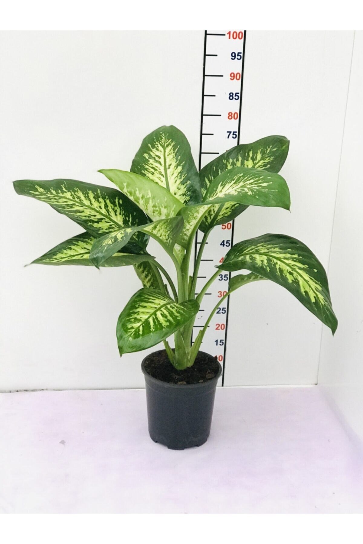 Difenbahya Tropik Snow Q22 Saksıda 70 Cm Boyunda