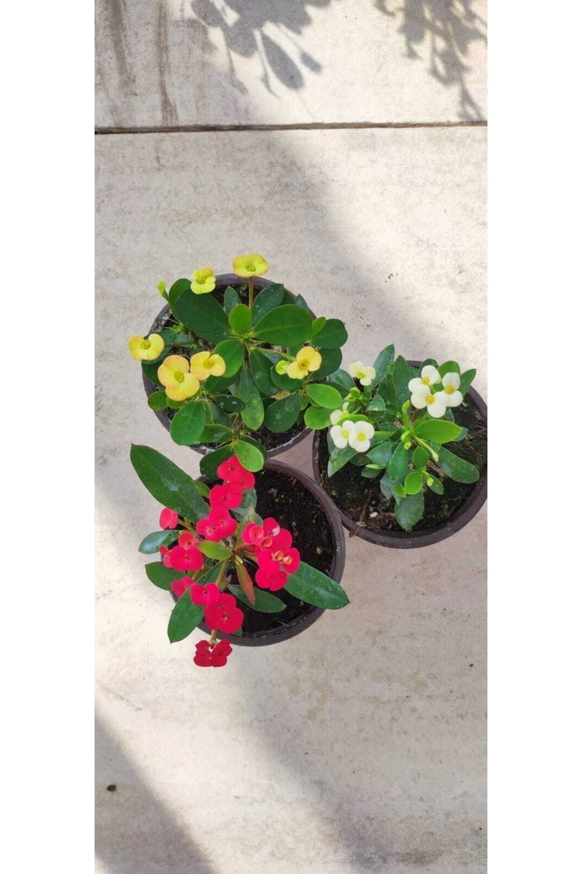 Dikenler Tacı Çiçeği Euphorbia Milli 3 Adet 10-20 cm