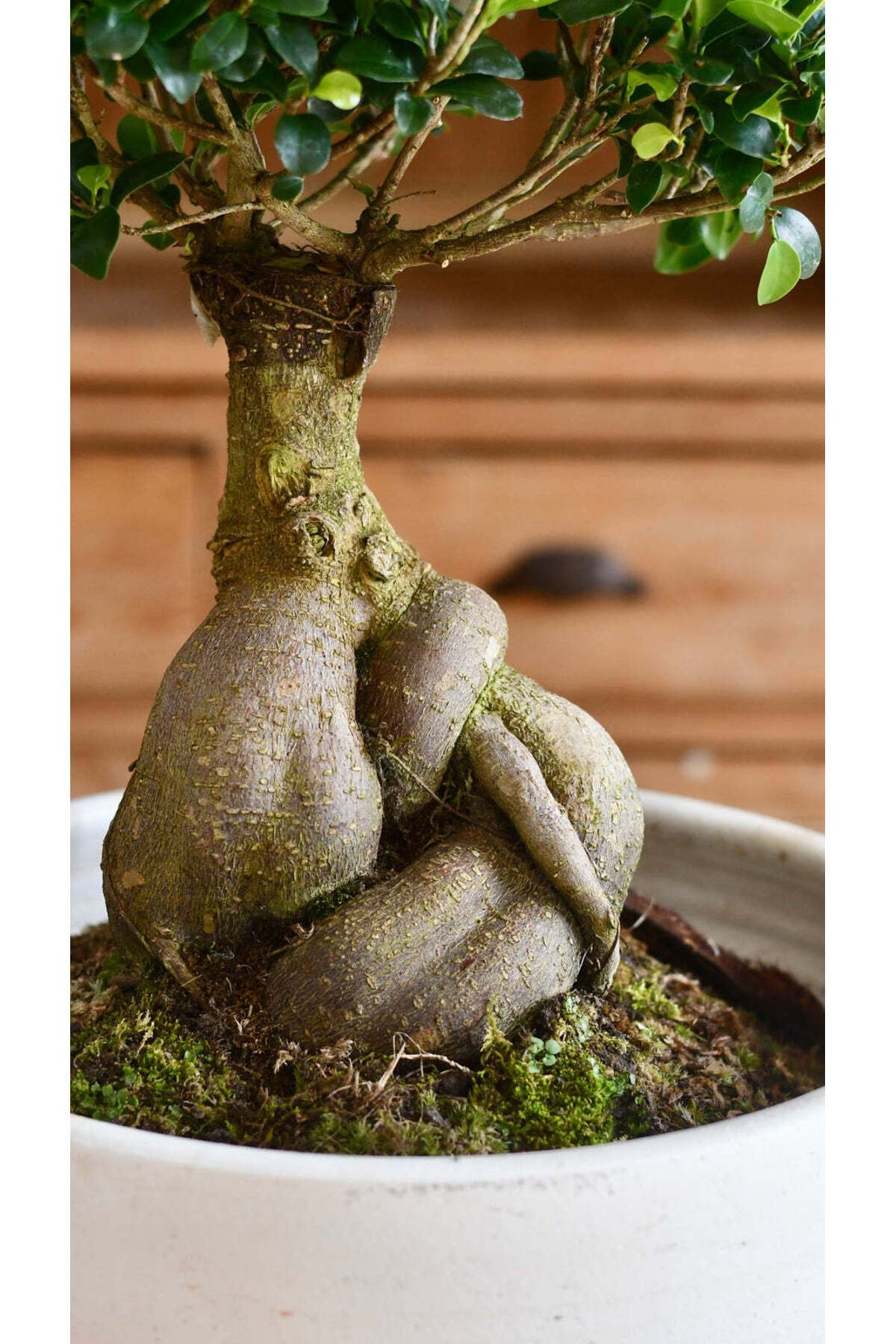 Doğanın Sanatı: Ficus Ginseng Bonsai - Seramik Saksıda