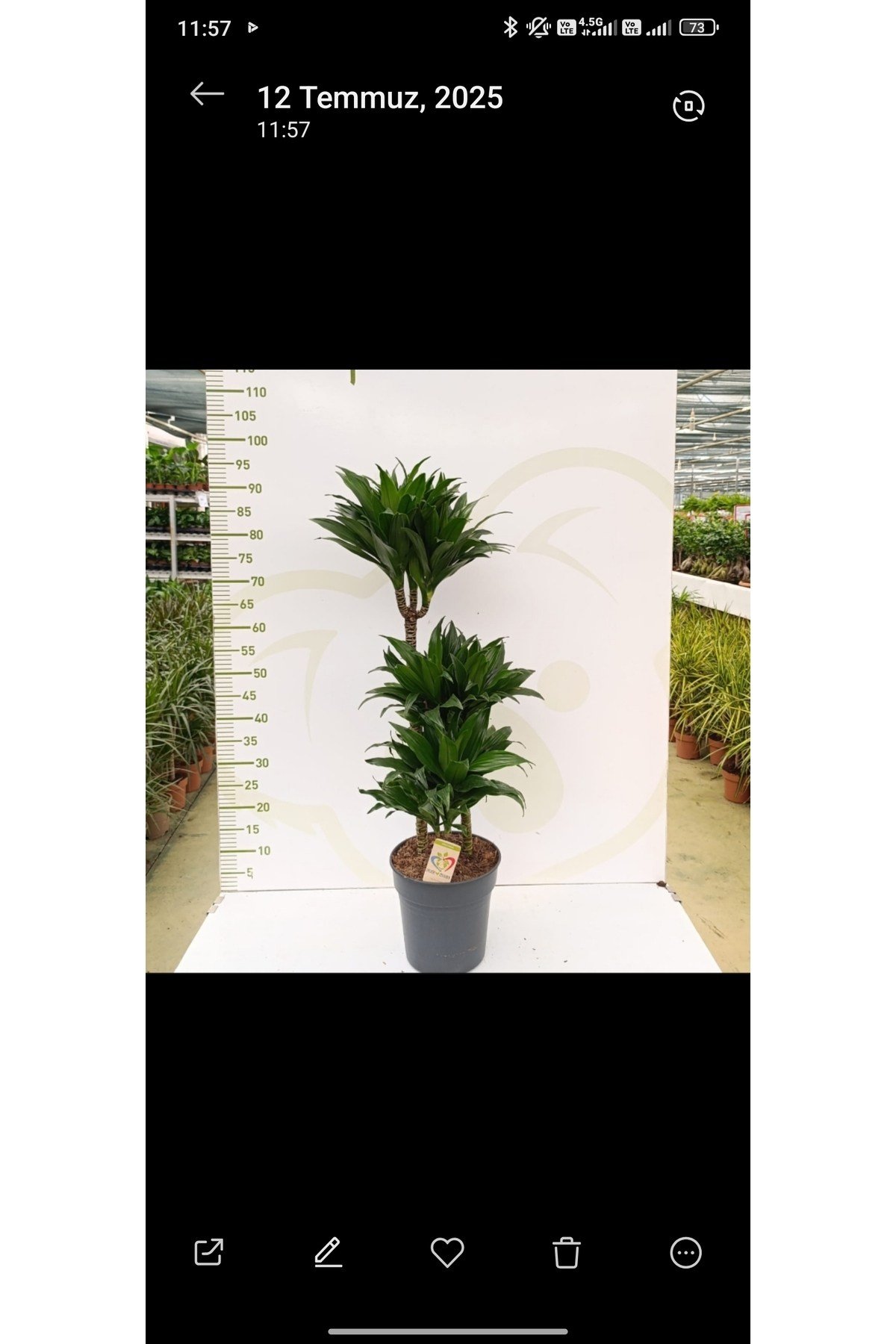 DRACAENA ARTURO 3 PP 3 köklü gövdeli