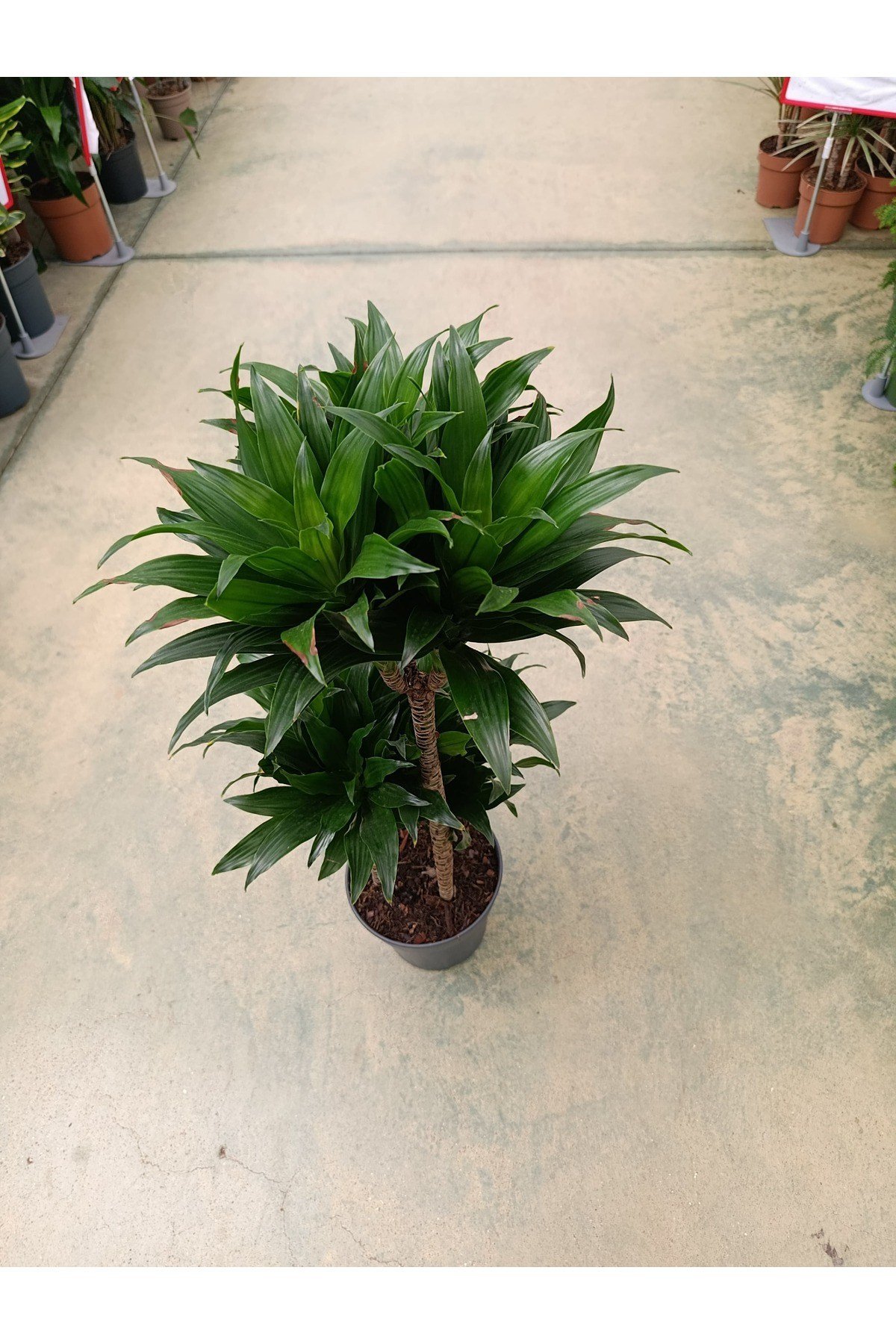 Dracaena Compacta 3 Köklü Ve Gövdeli Bitki