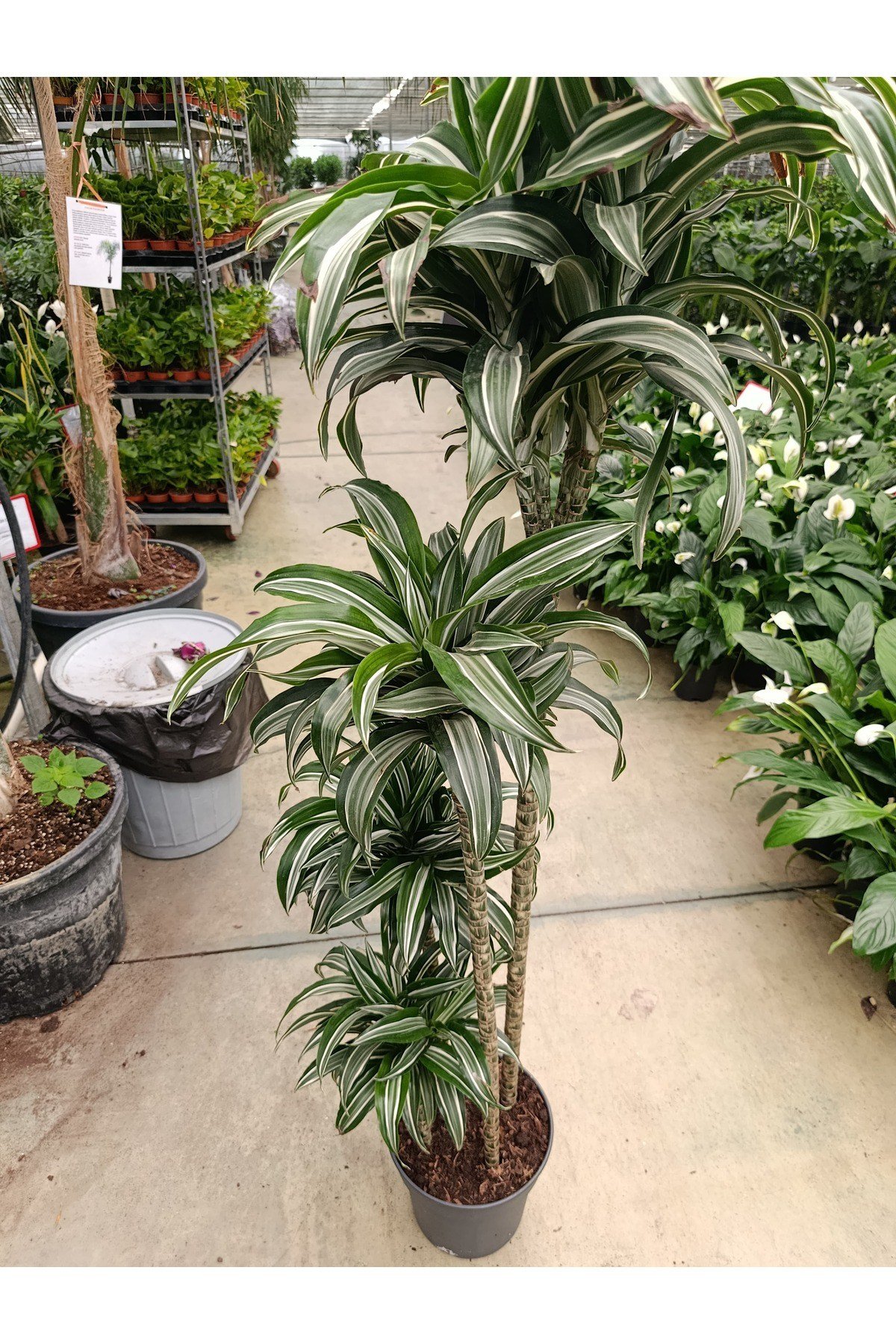 Dracaena Jade Jawel Bitkisi 4'lü