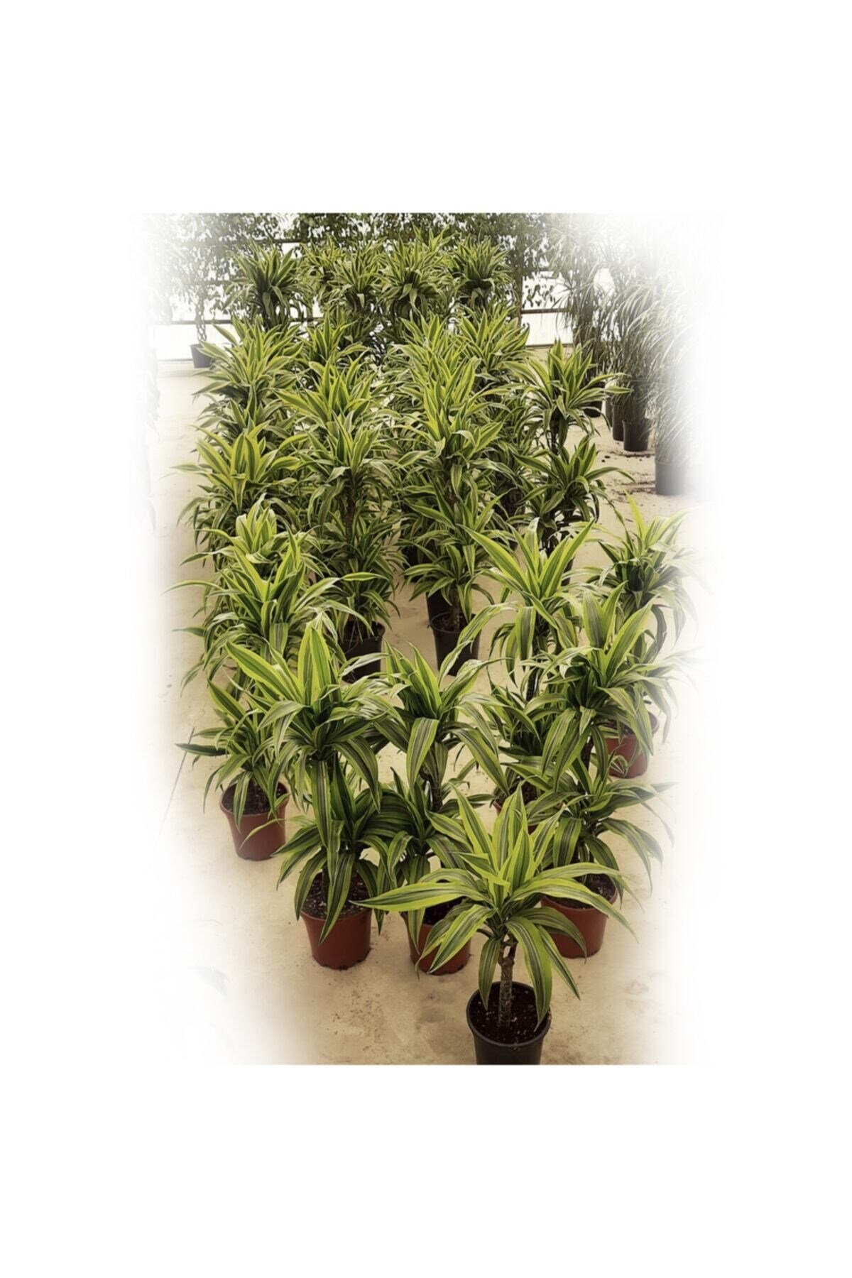 Dracaena Lemon Lime | 2 Gövdeli 60/80 Cm | Ev Ve Dekorasyon Bitkisi