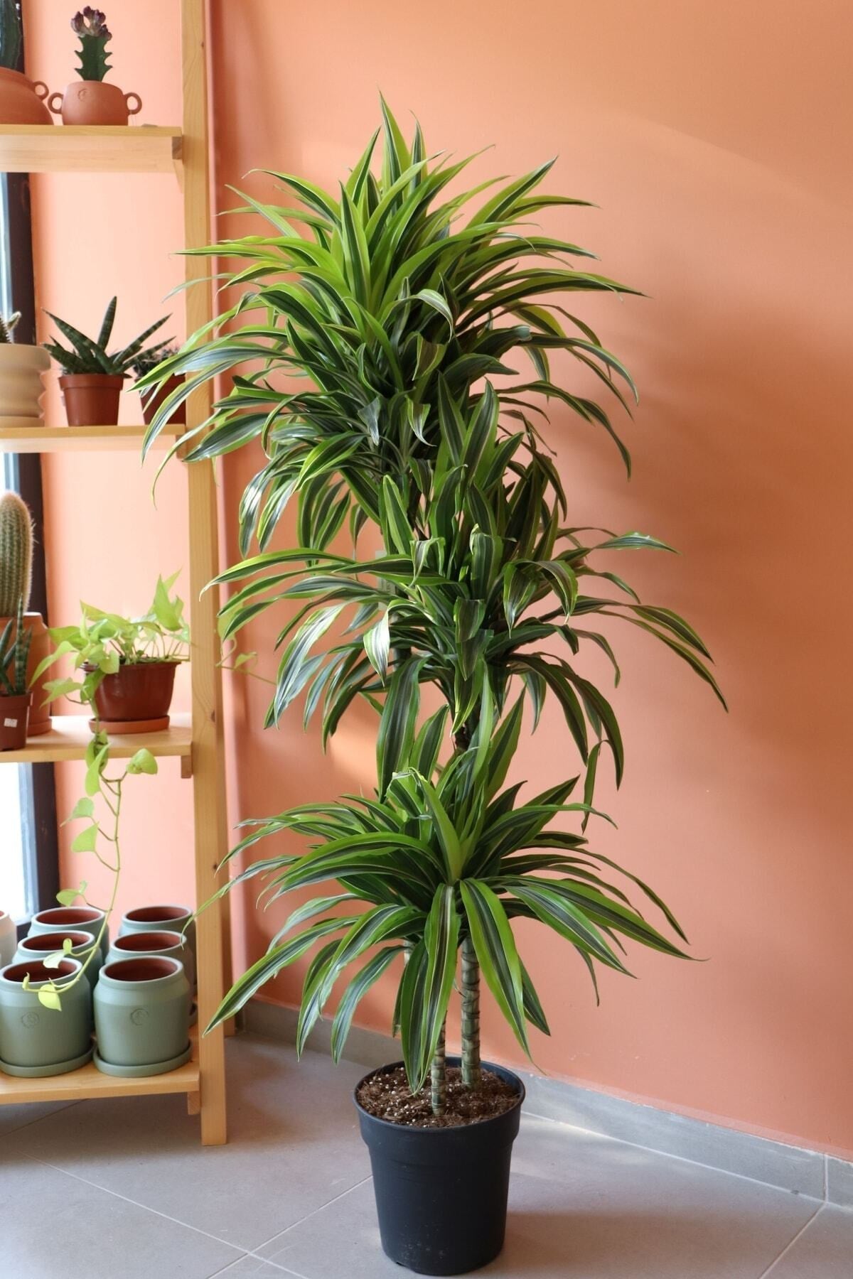 Dracaena Lemon Lime / 3 Köklü Ithal