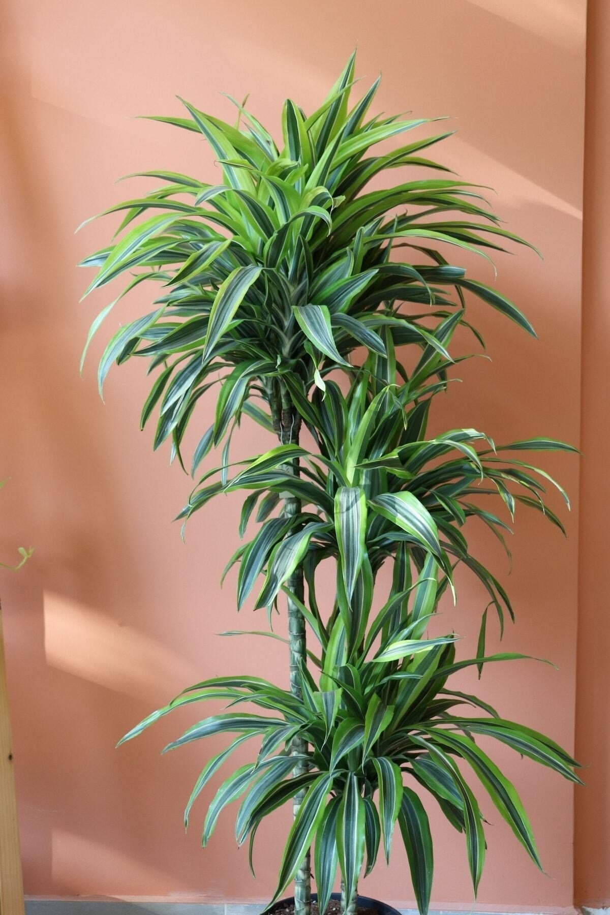 Dracaena Lemon Lime / 3 Köklü Ithal
