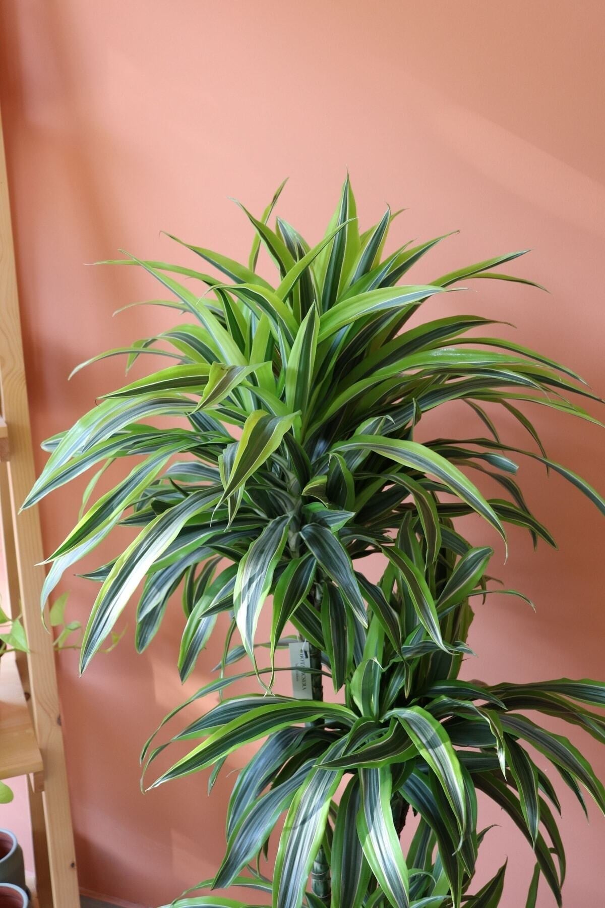Dracaena Lemon Lime / 3 Köklü Ithal