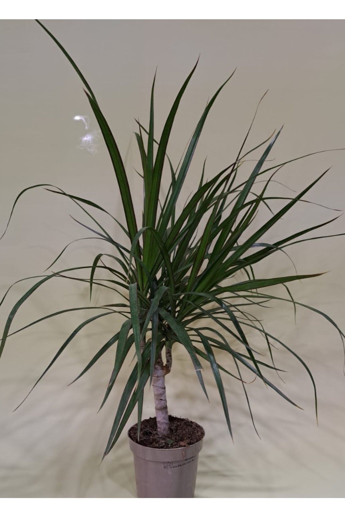 Dracaena Marginata