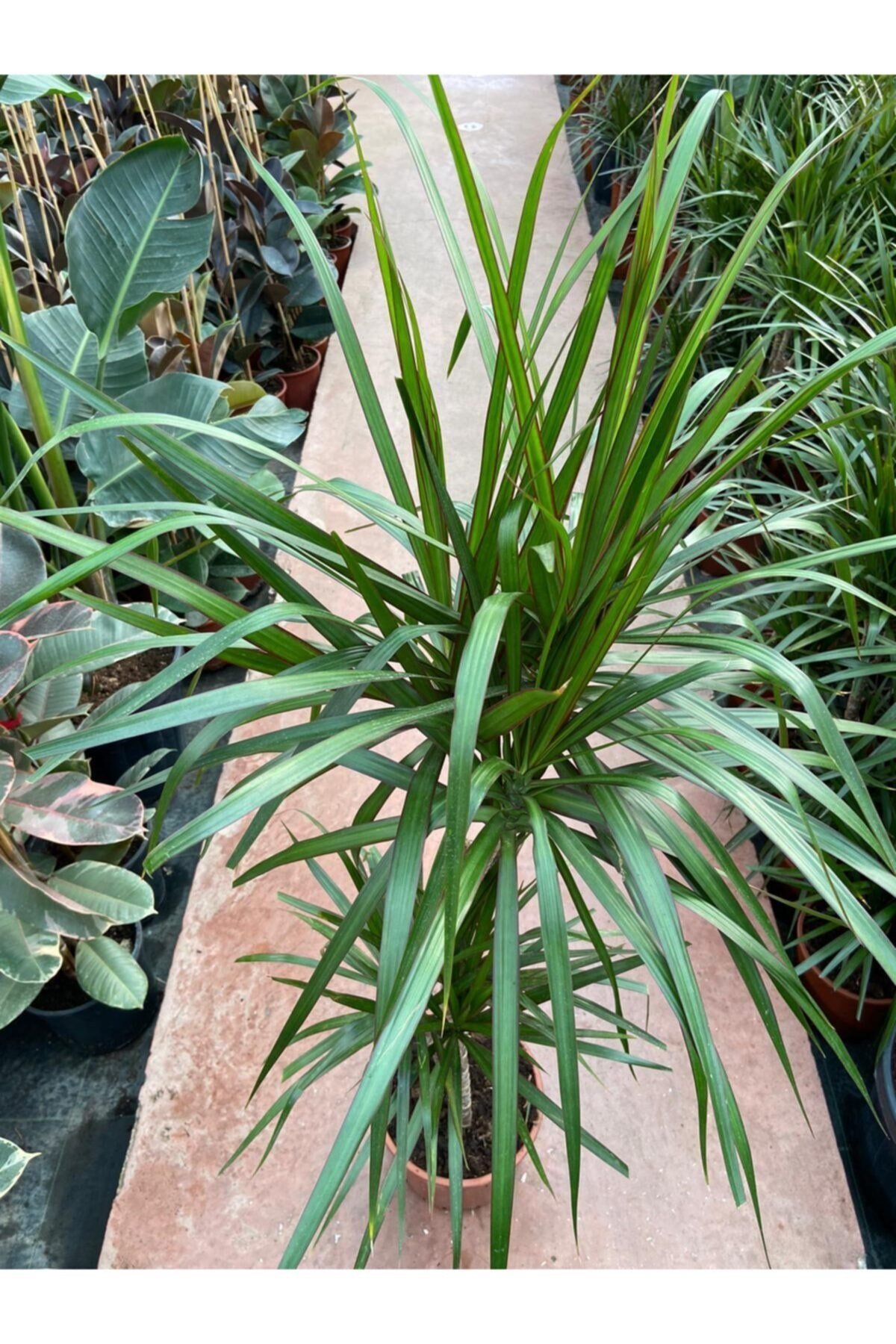 Dracaena Marginata-2 Gövdeli 120cm