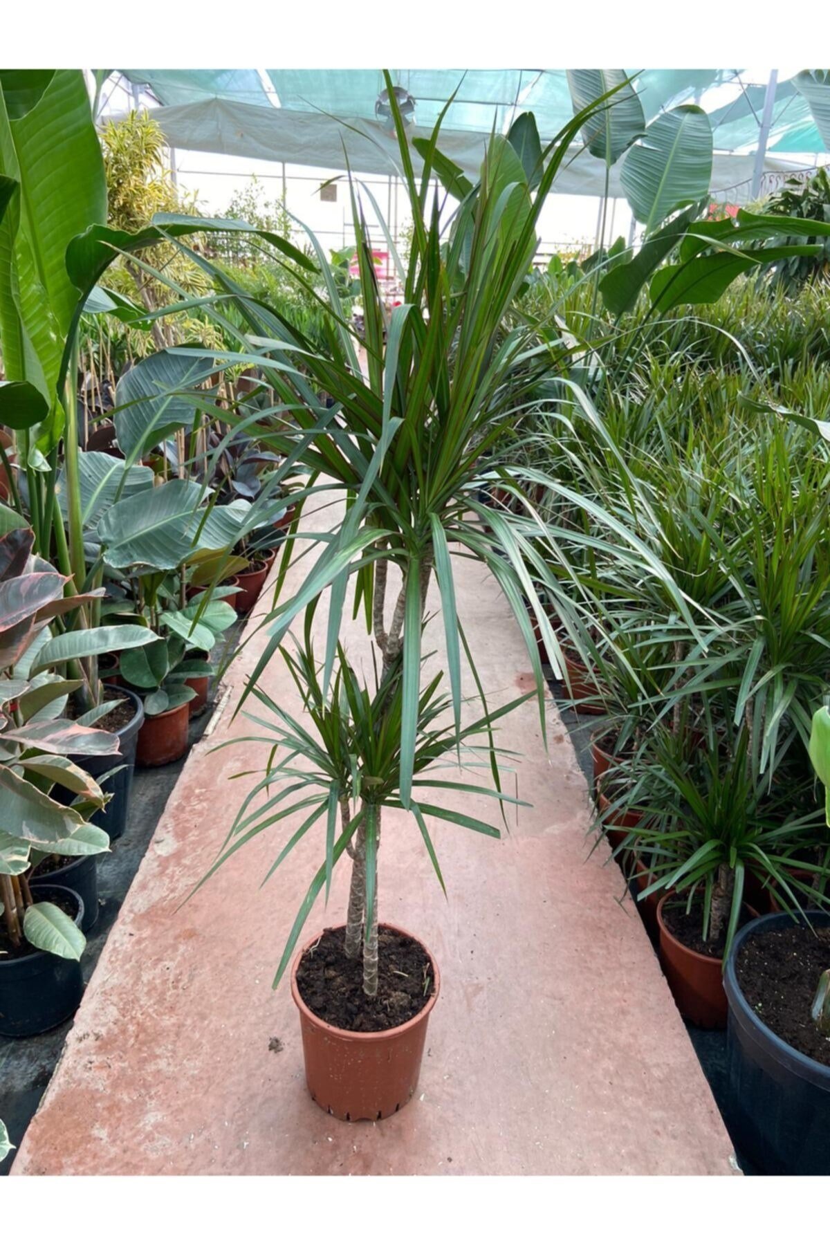 Dracaena Marginata-2 Gövdeli 120cm