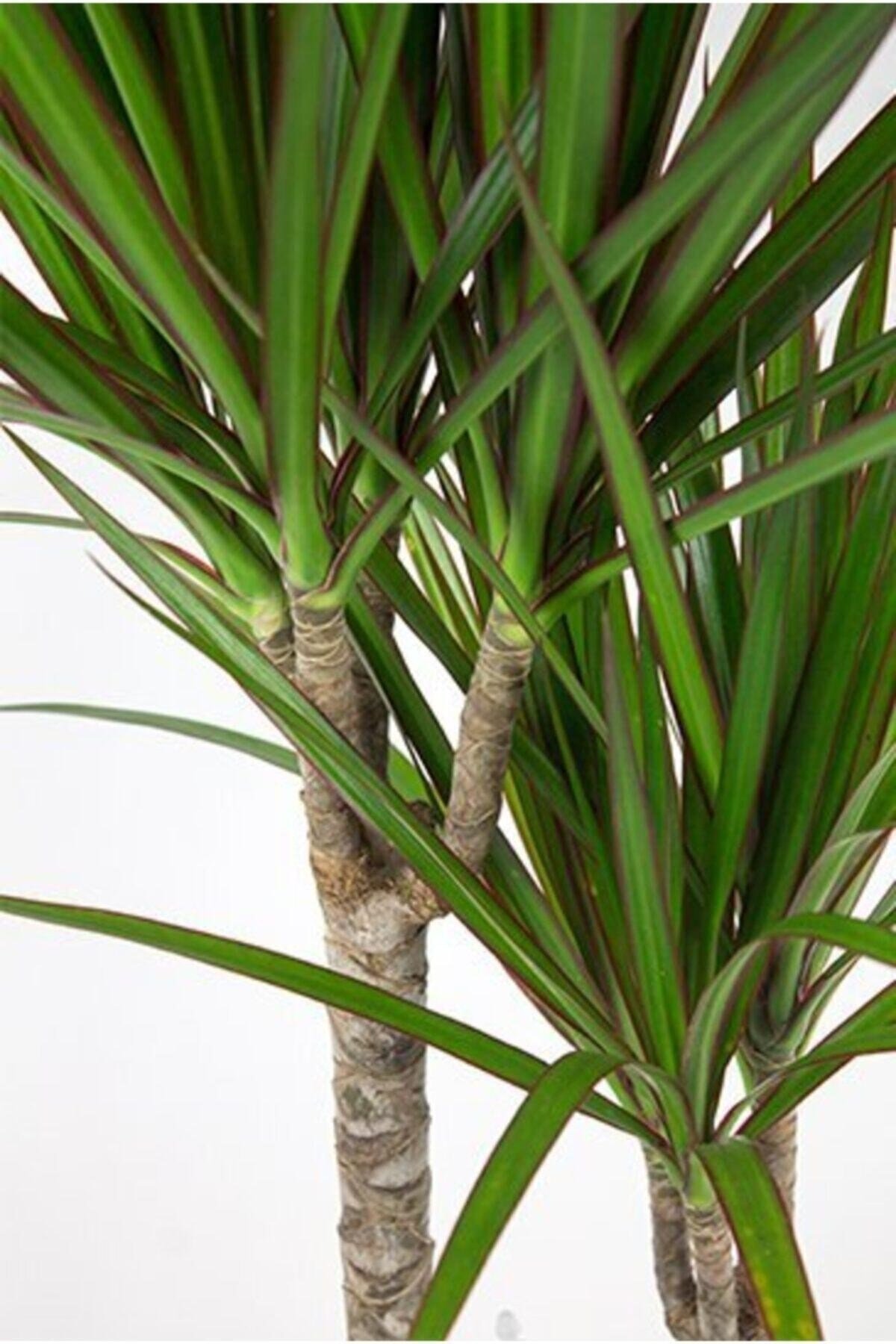 Dracaena Marginata-2 Gövdeli 80-100cm