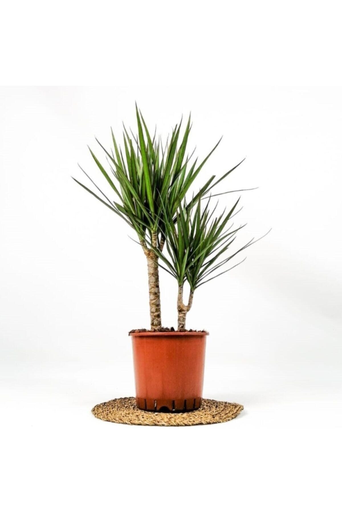Dracaena Marginata-2 Gövdeli 80-100cm