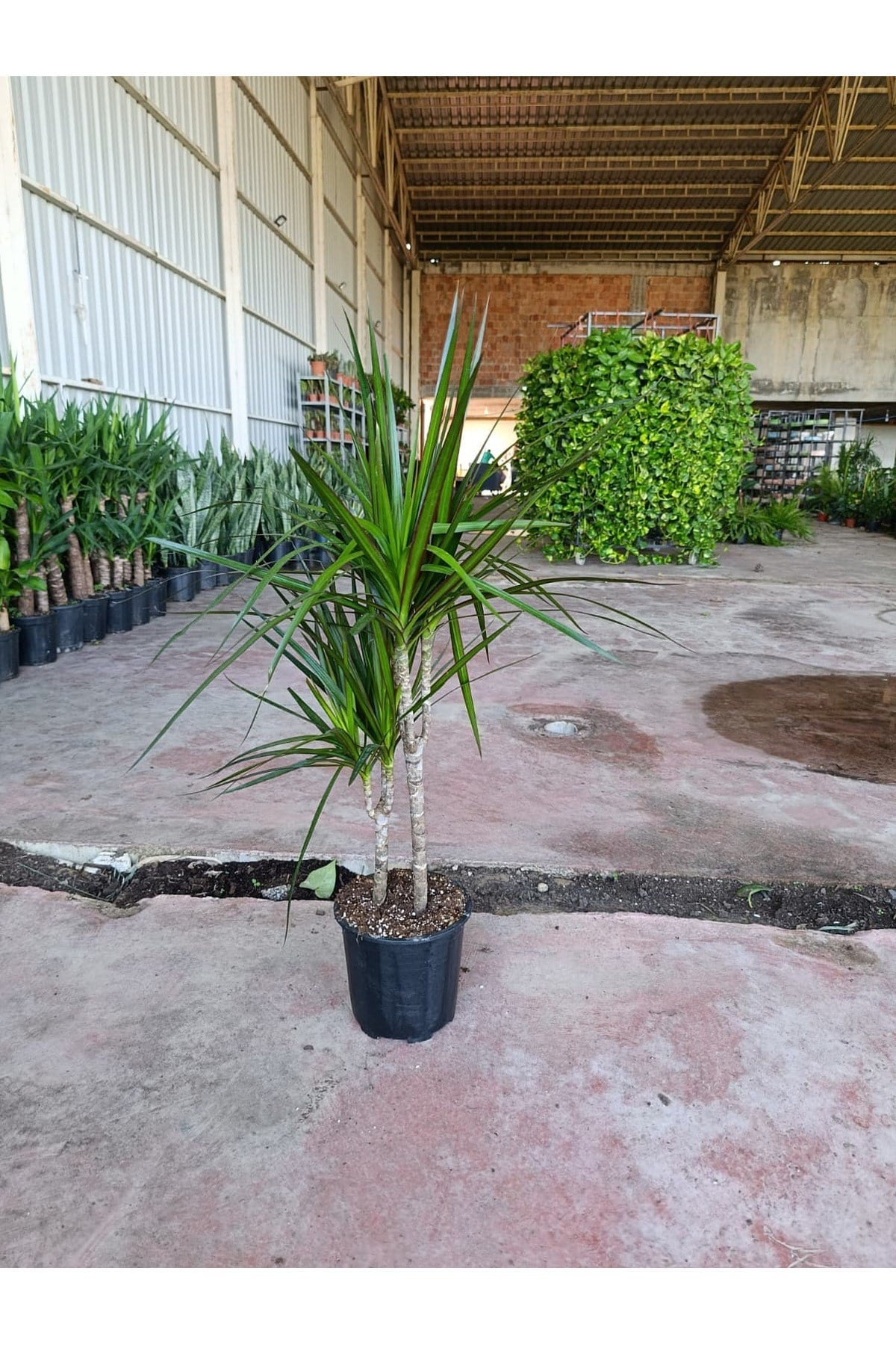 Dracaena Marginata 2 Gövdeli 90-120 cm