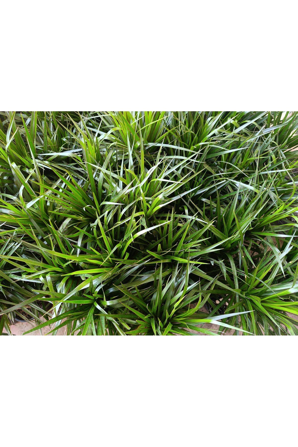 Dracaena Marginata 2 Gövdeli 90-120 cm