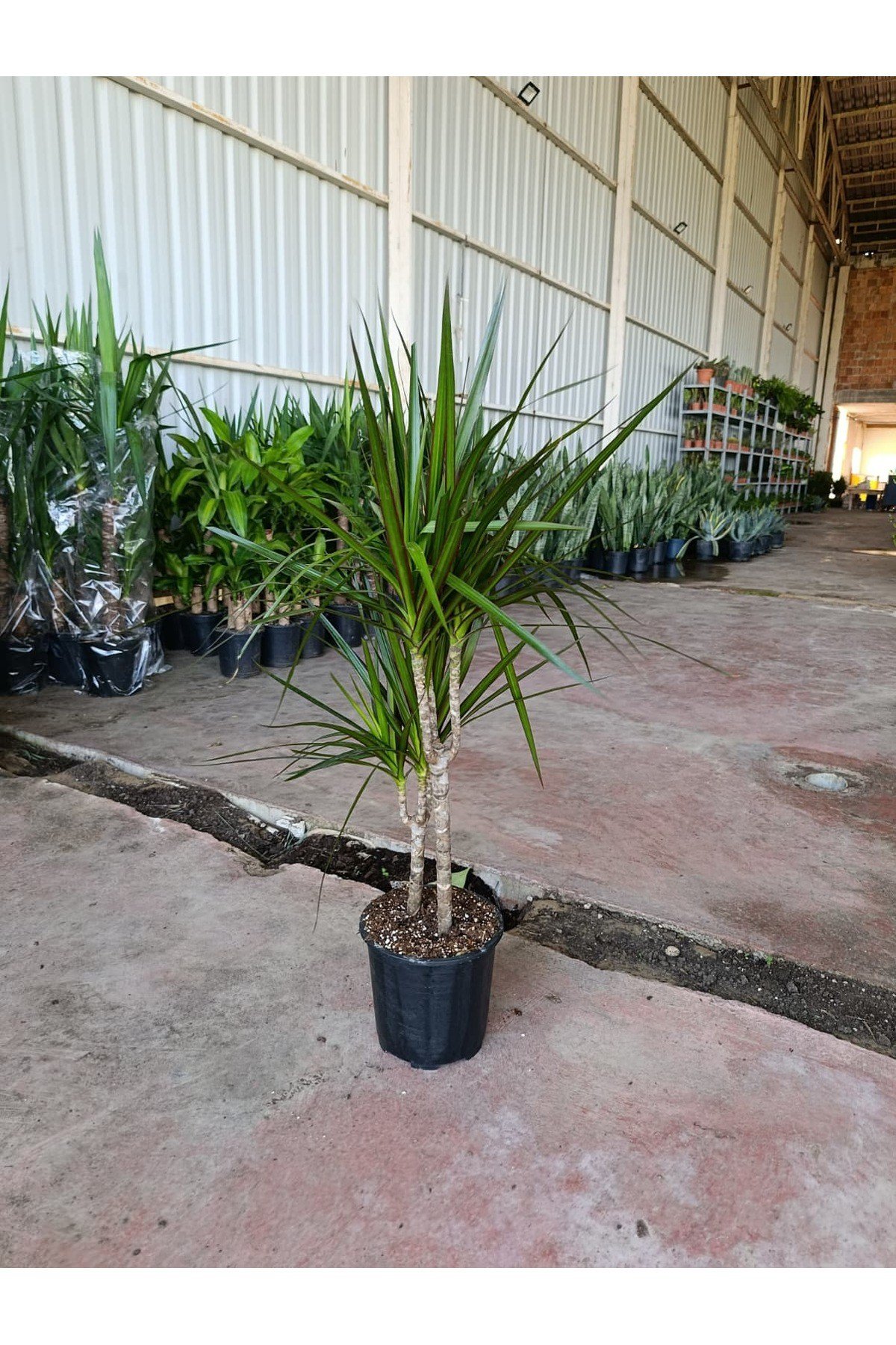 Dracaena Marginata 2 Gövdeli 90-120 cm