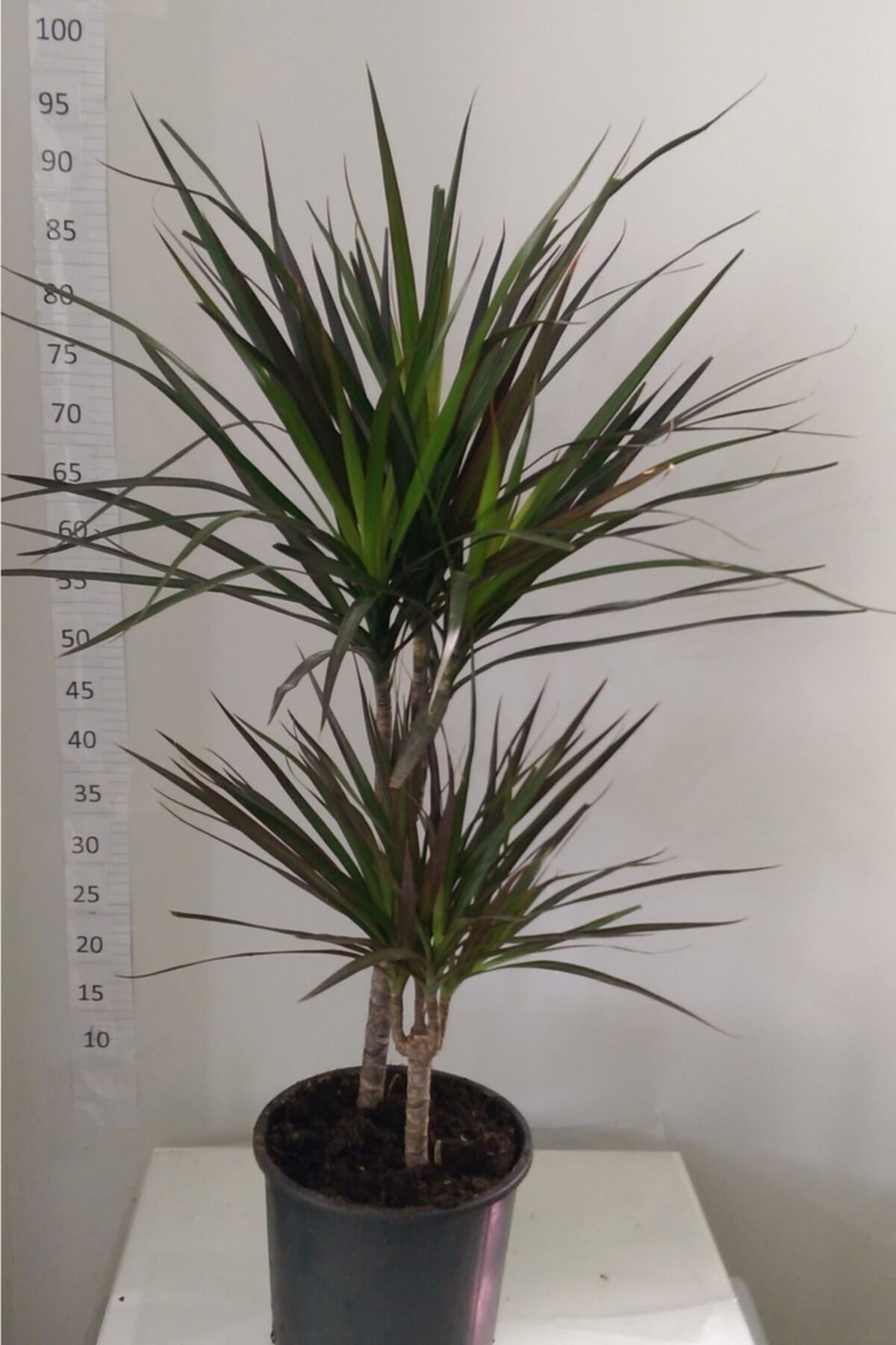Dracaena Marginata 2’li 15-30cm