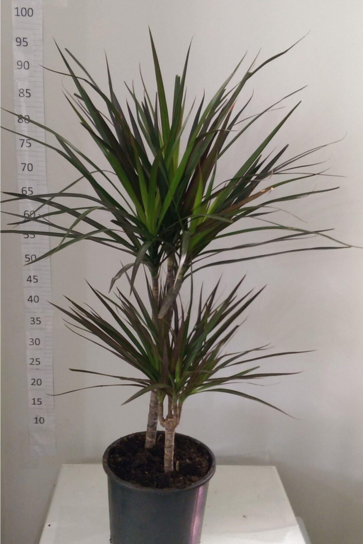 Dracaena Marginata 2’li 15-45cm