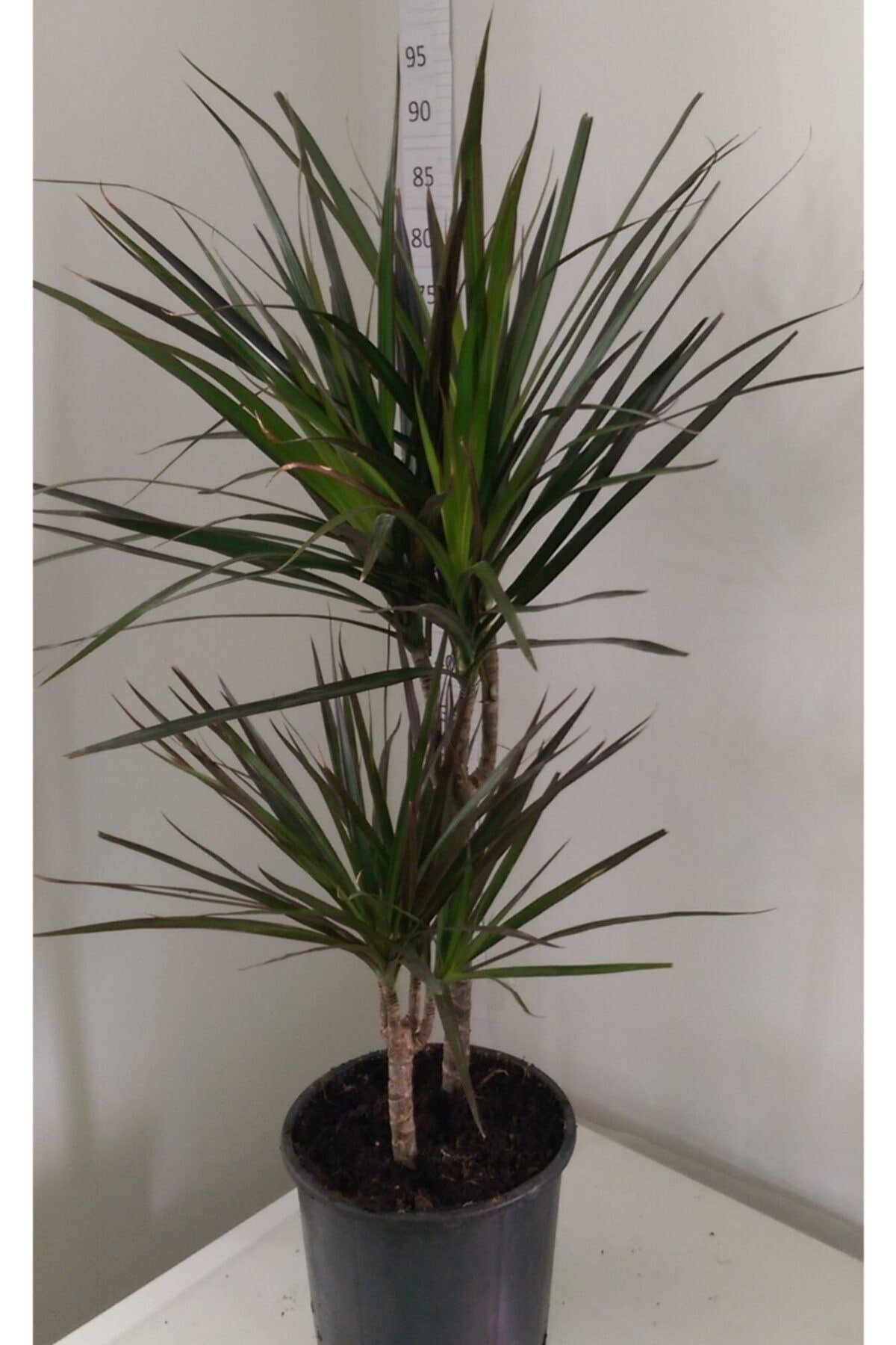 Dracaena Marginata 2’li 15-45cm