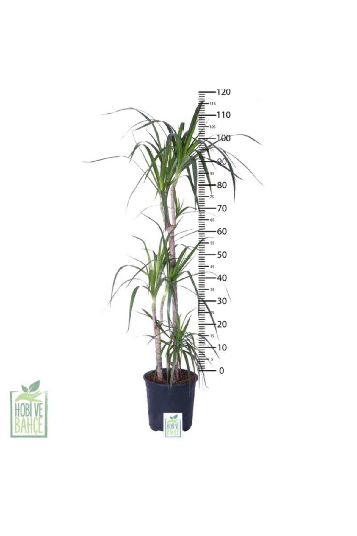 Dracaena Marginata – 3 Gövdeli - 100-120 Cm Bitki Boyu