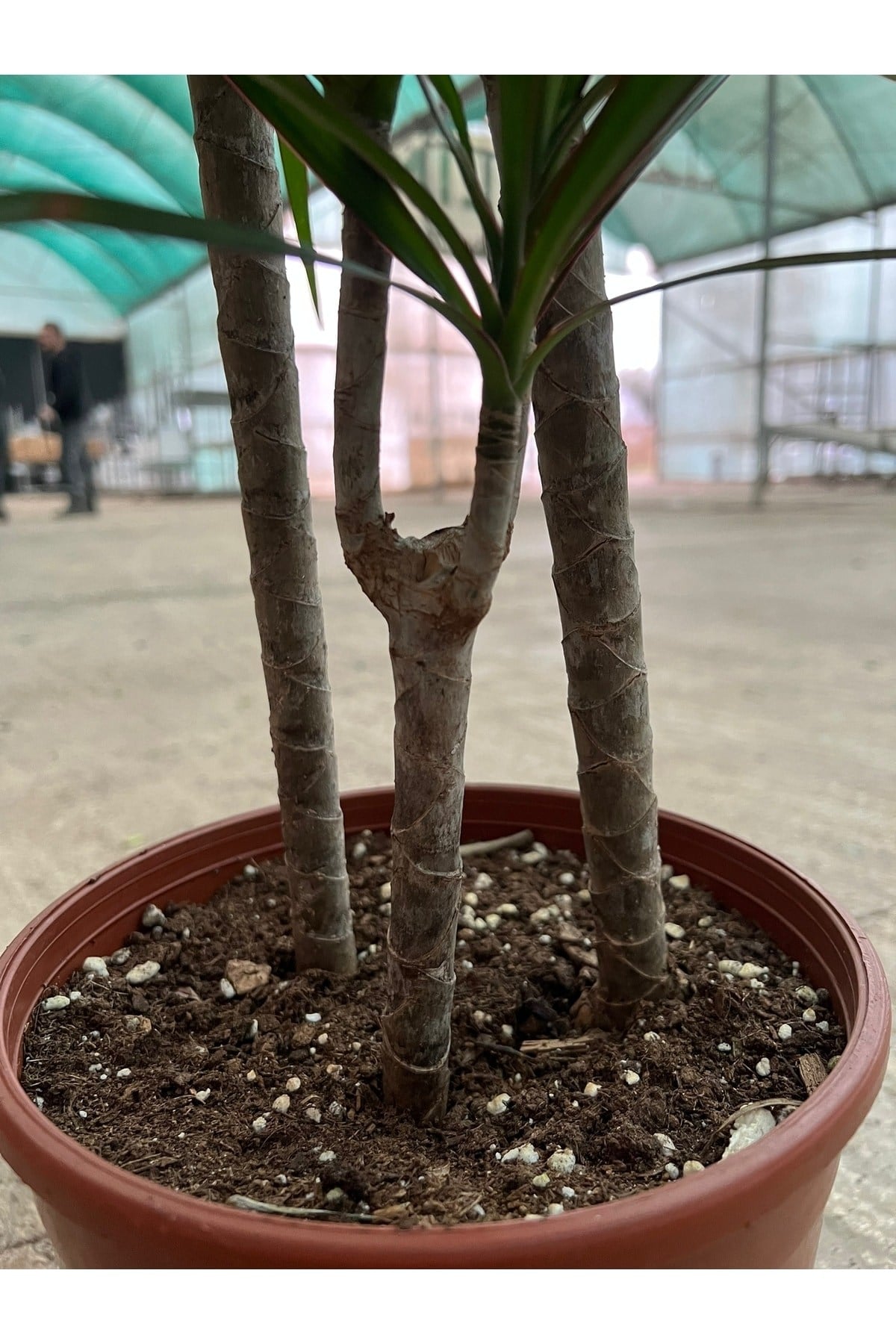 Dracaena Marginata-3 Gövdeli-(120-140 CM)-iç Mekan Salon Ofis Bitkisi