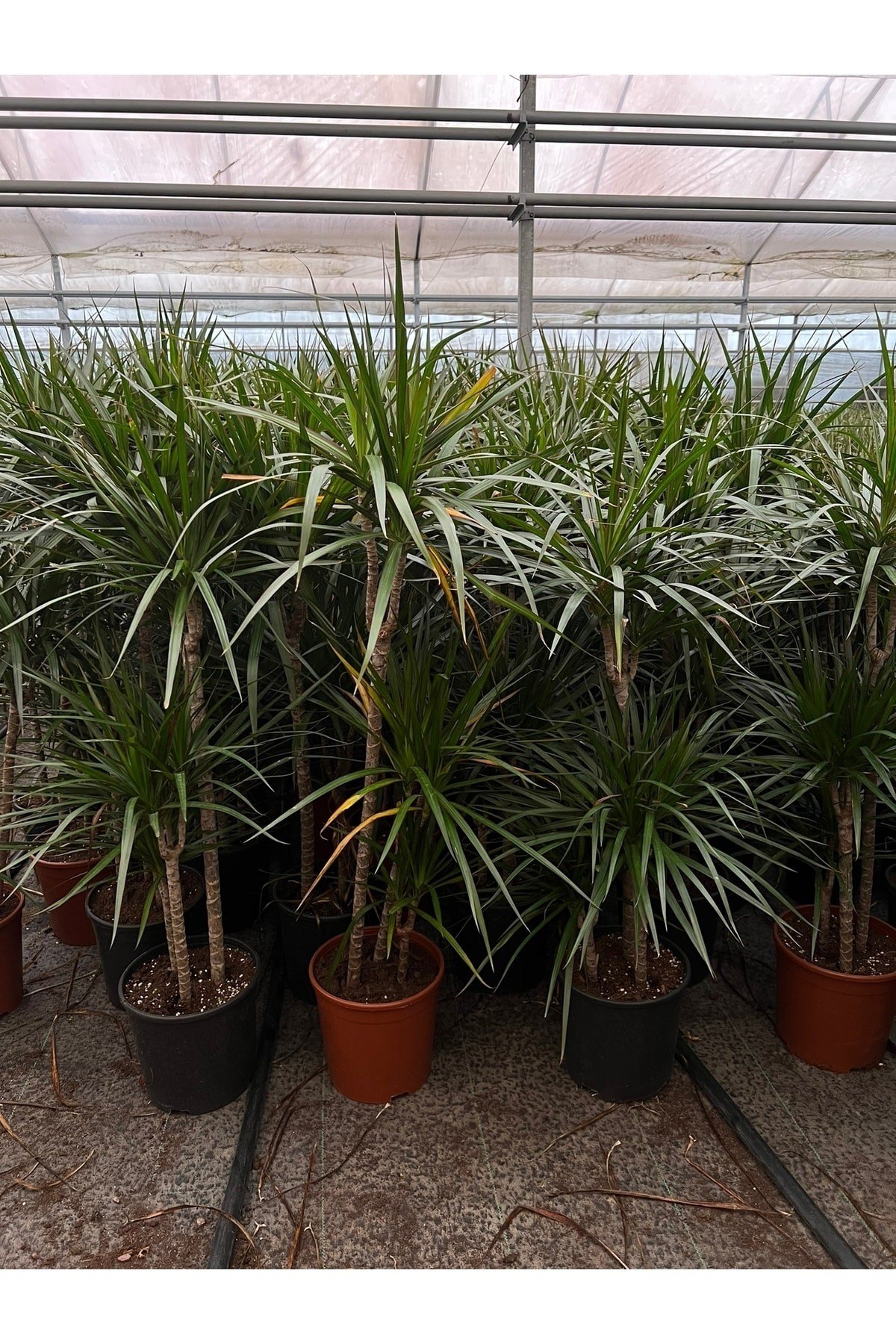 Dracaena Marginata-3 Gövdeli-(120-140 CM)-iç Mekan Salon Ofis Bitkisi