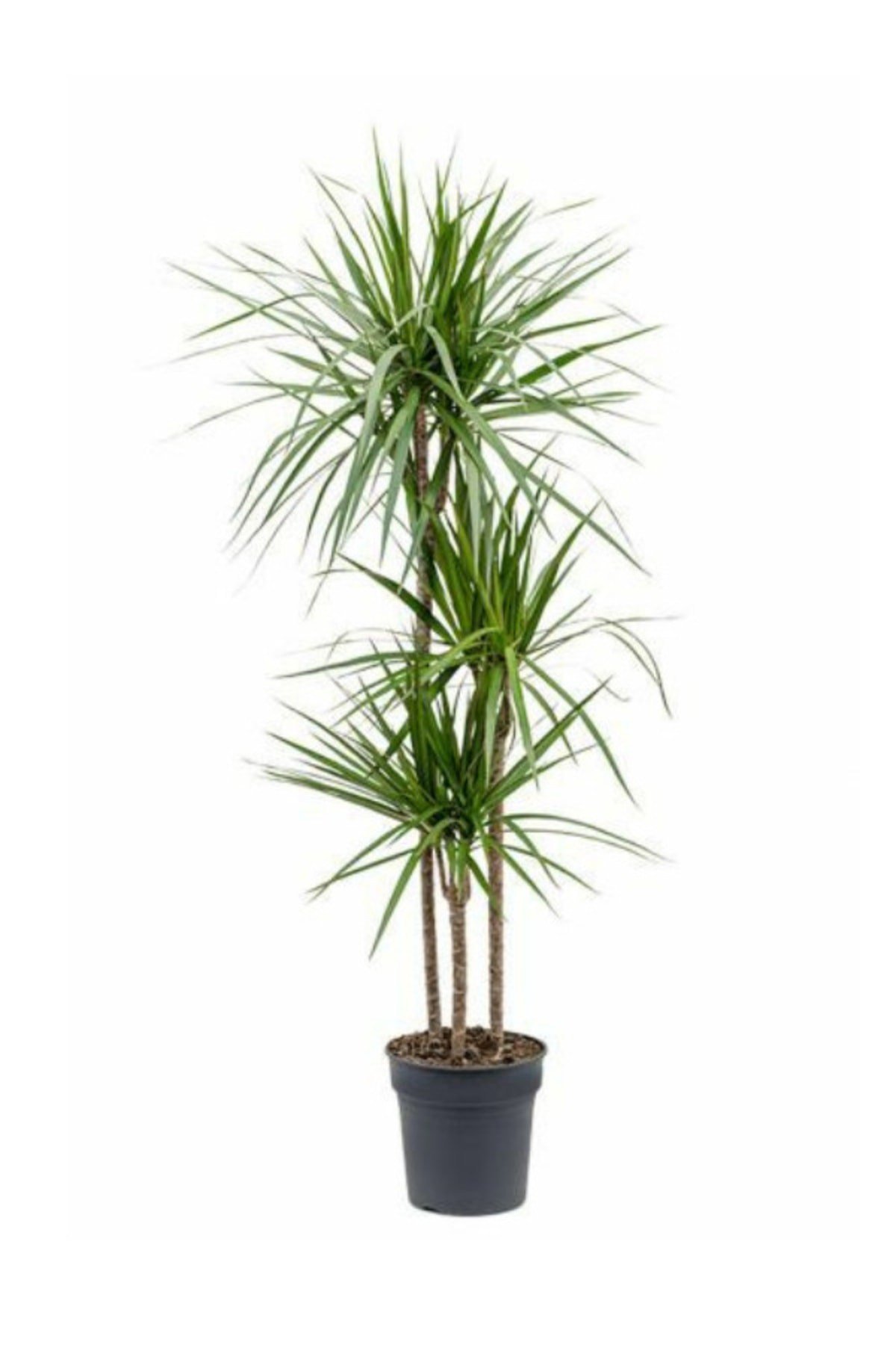 Dracaena Marginata-3 Gövdeli-(120-140 CM)-iç Mekan Salon Ofis Bitkisi
