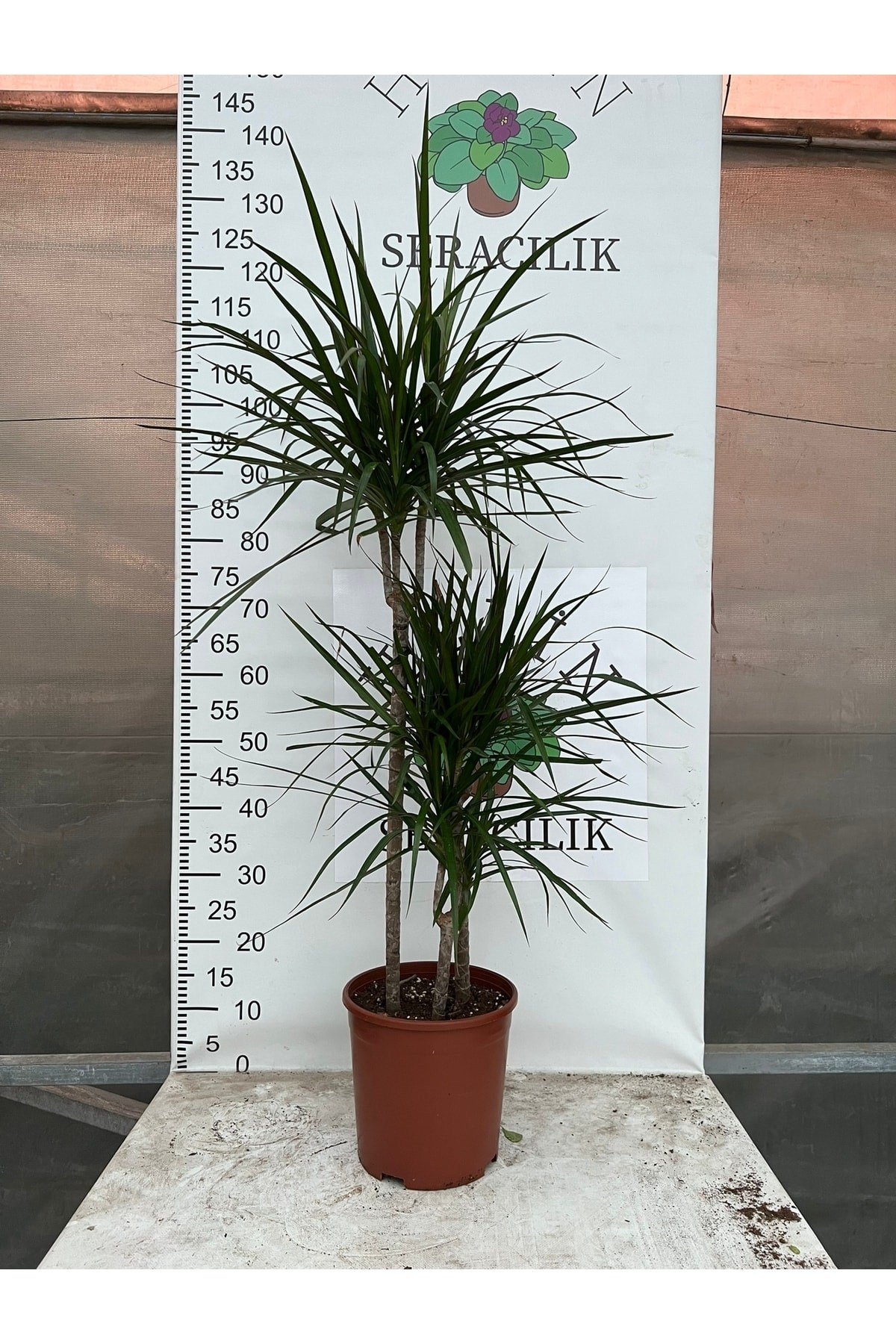 Dracaena Marginata-3 Gövdeli-(120-140 CM)-iç Mekan Salon Ofis Bitkisi