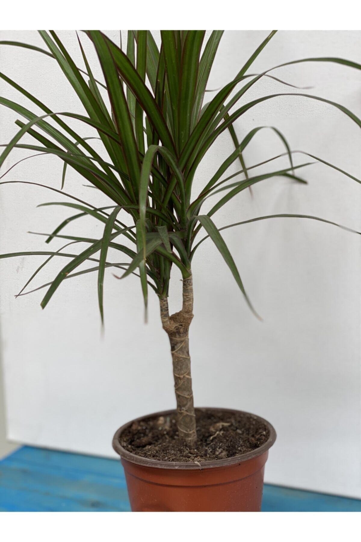 Dracaena Marginata 50-60 cm