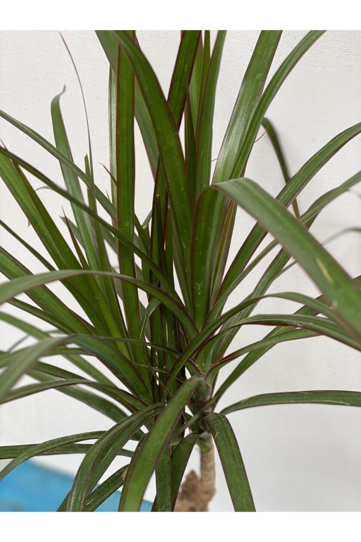Dracaena Marginata 50-60 cm