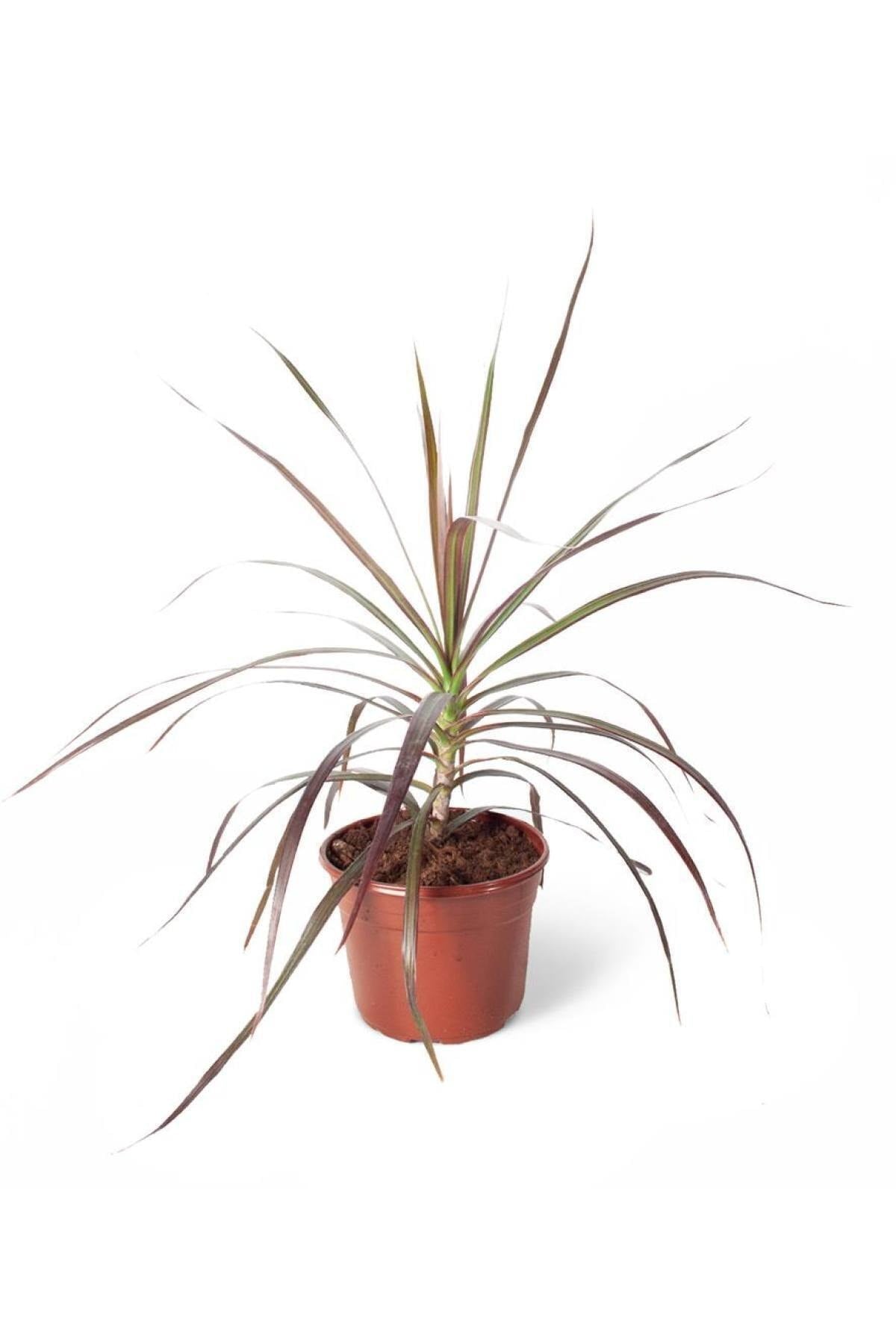 Dracaena Marginata Bi Color Tek Gövde (ithal) 14cm Ø