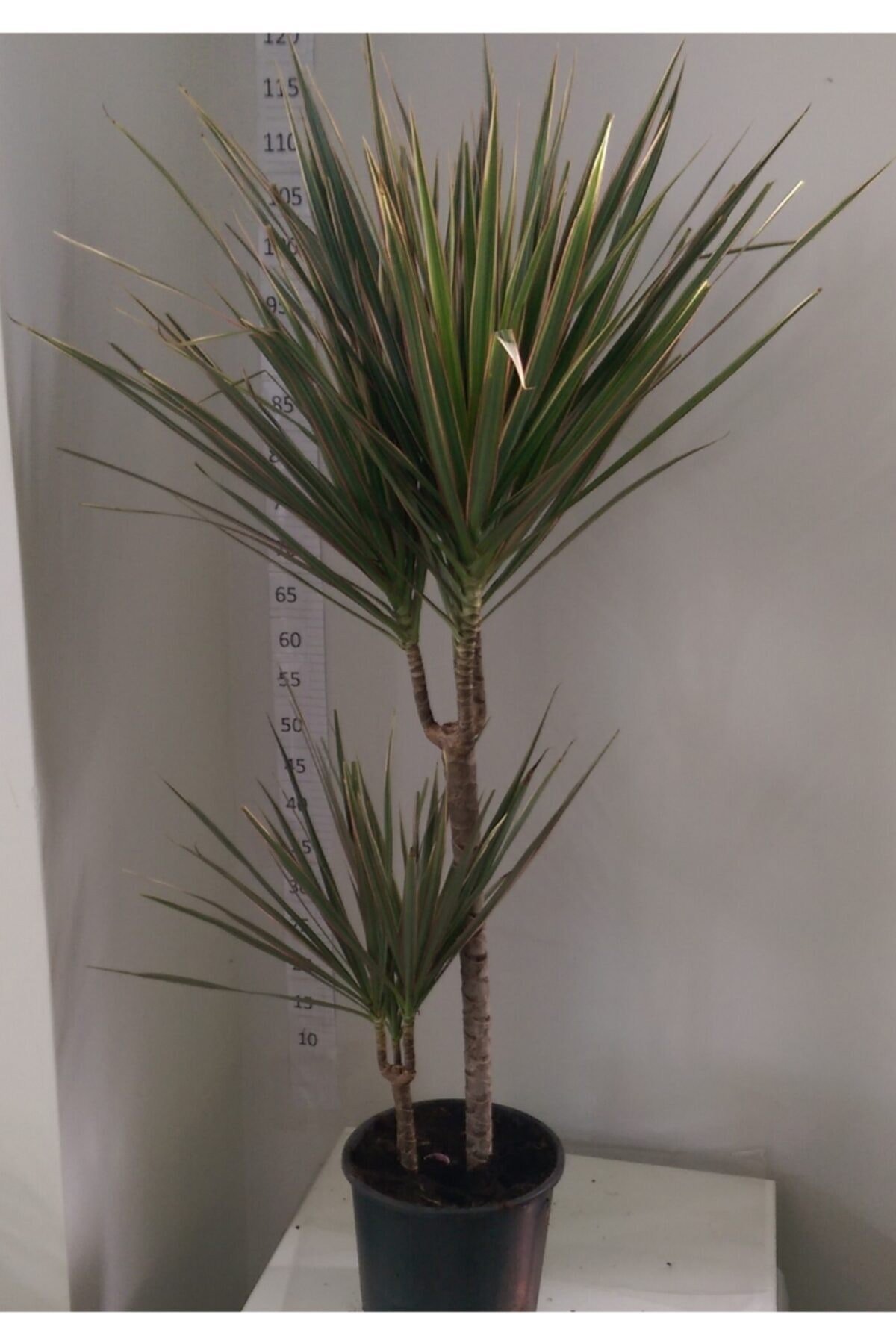 Dracaena Marginata Bicolar Iki’li 15-45cm