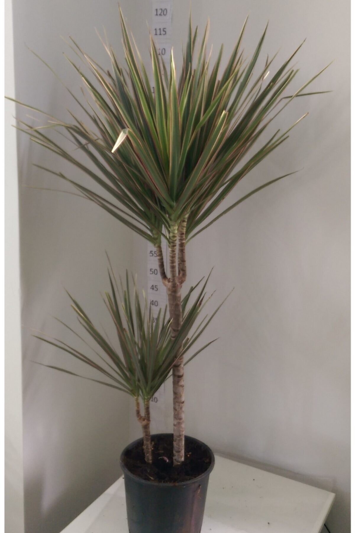 Dracaena Marginata Bicolar Iki’li 15-45cm