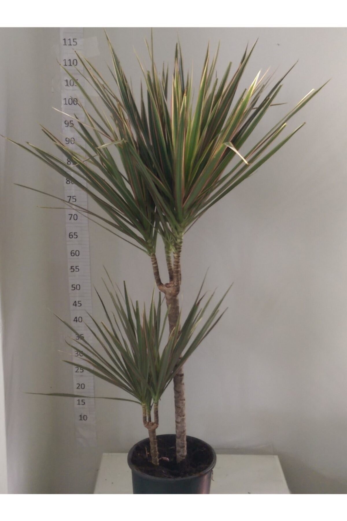 Dracaena Marginata Bicolar Iki’li 15-45cm