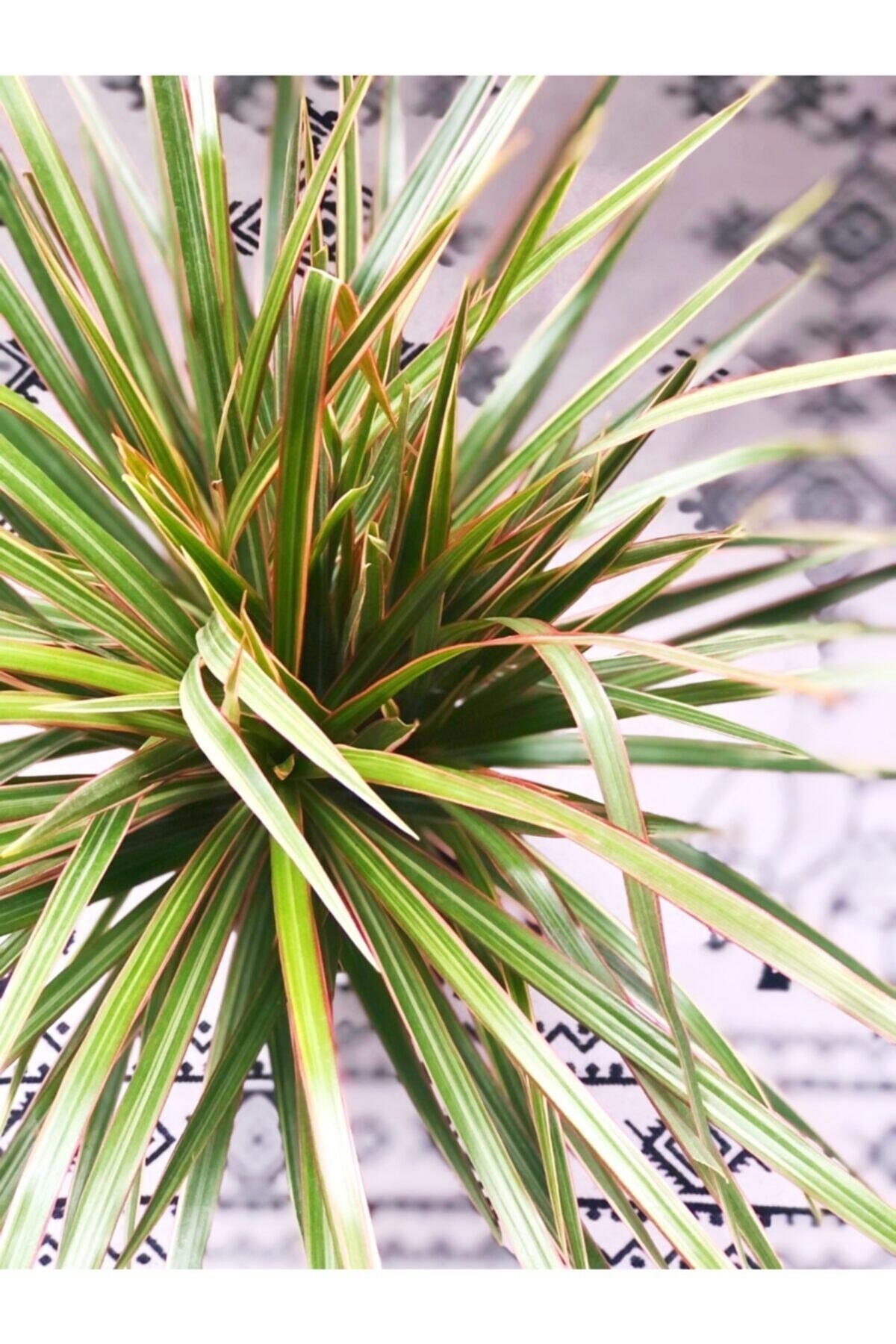 Dracaena Marginata Bicolor