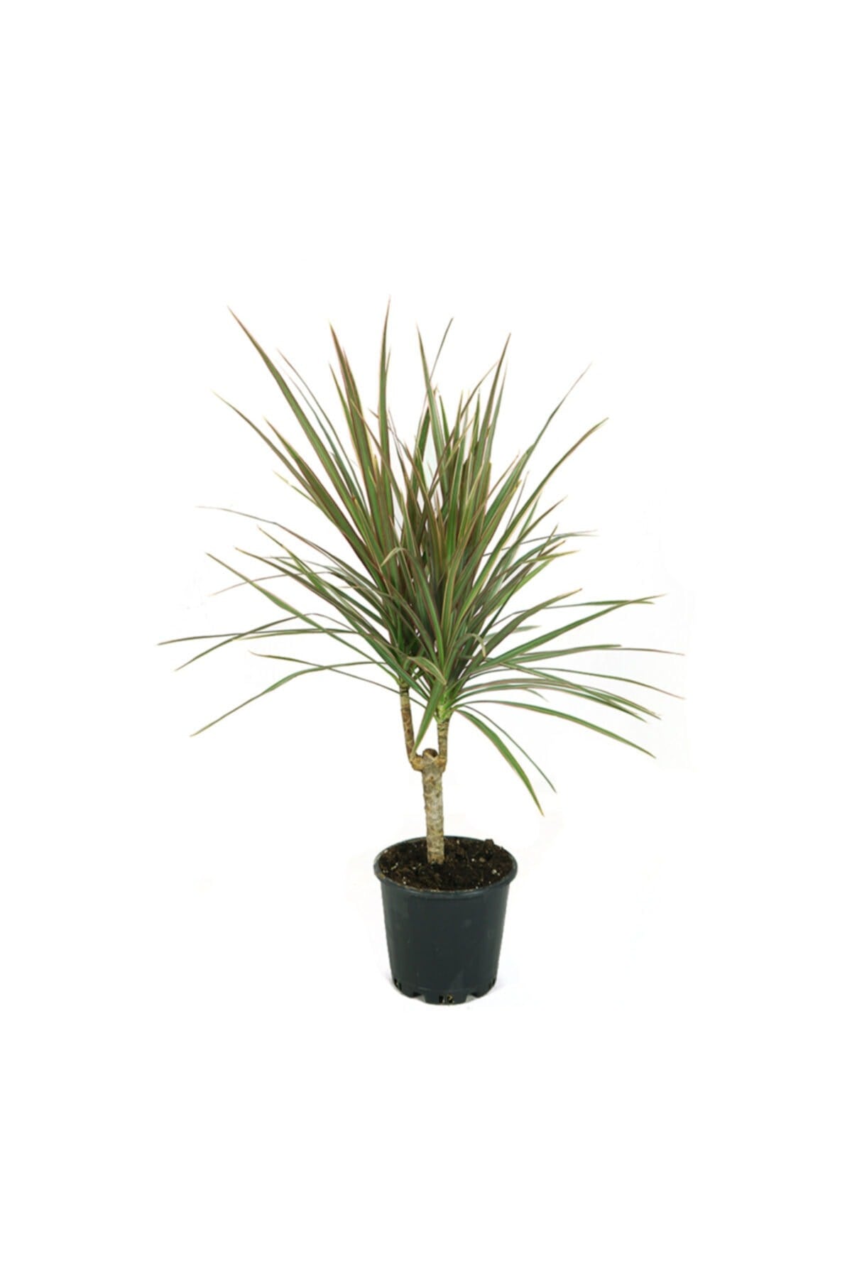 Dracaena Marginata Bicolor