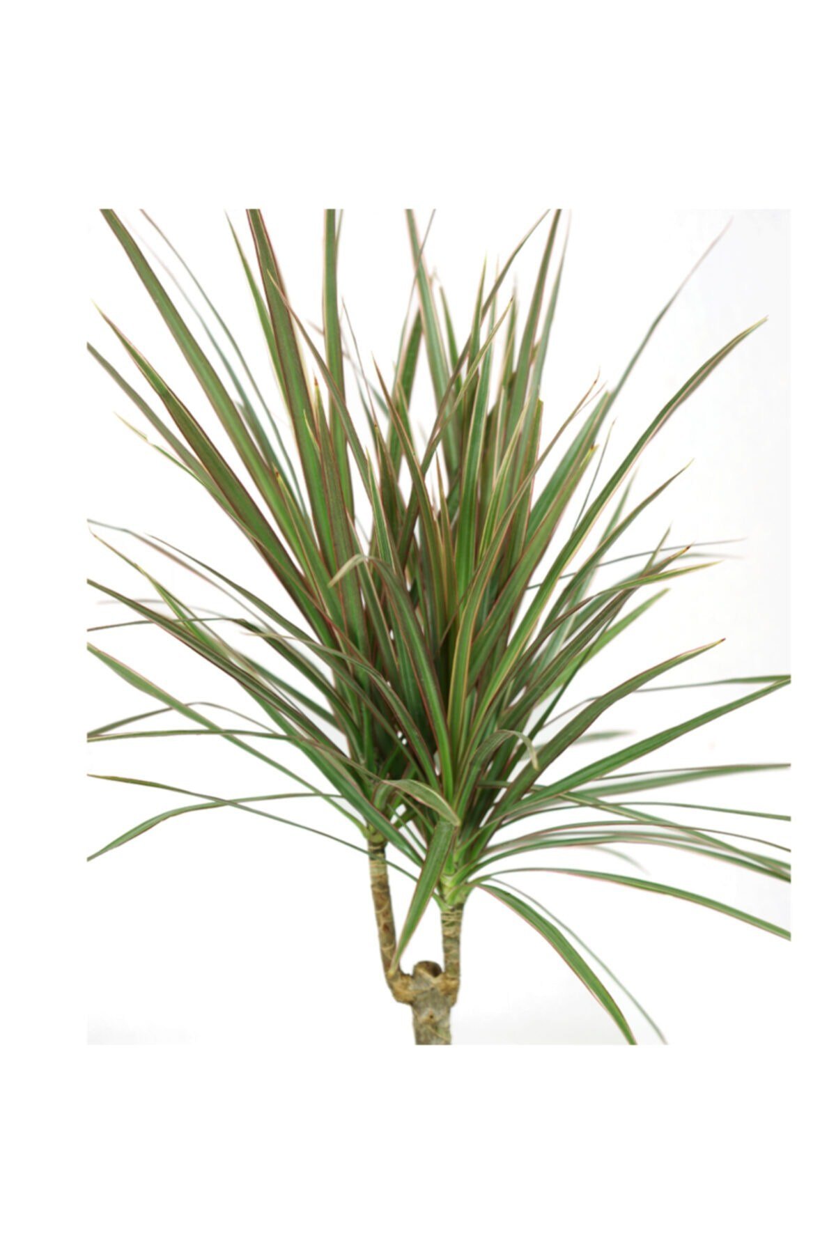 Dracaena Marginata Bicolor