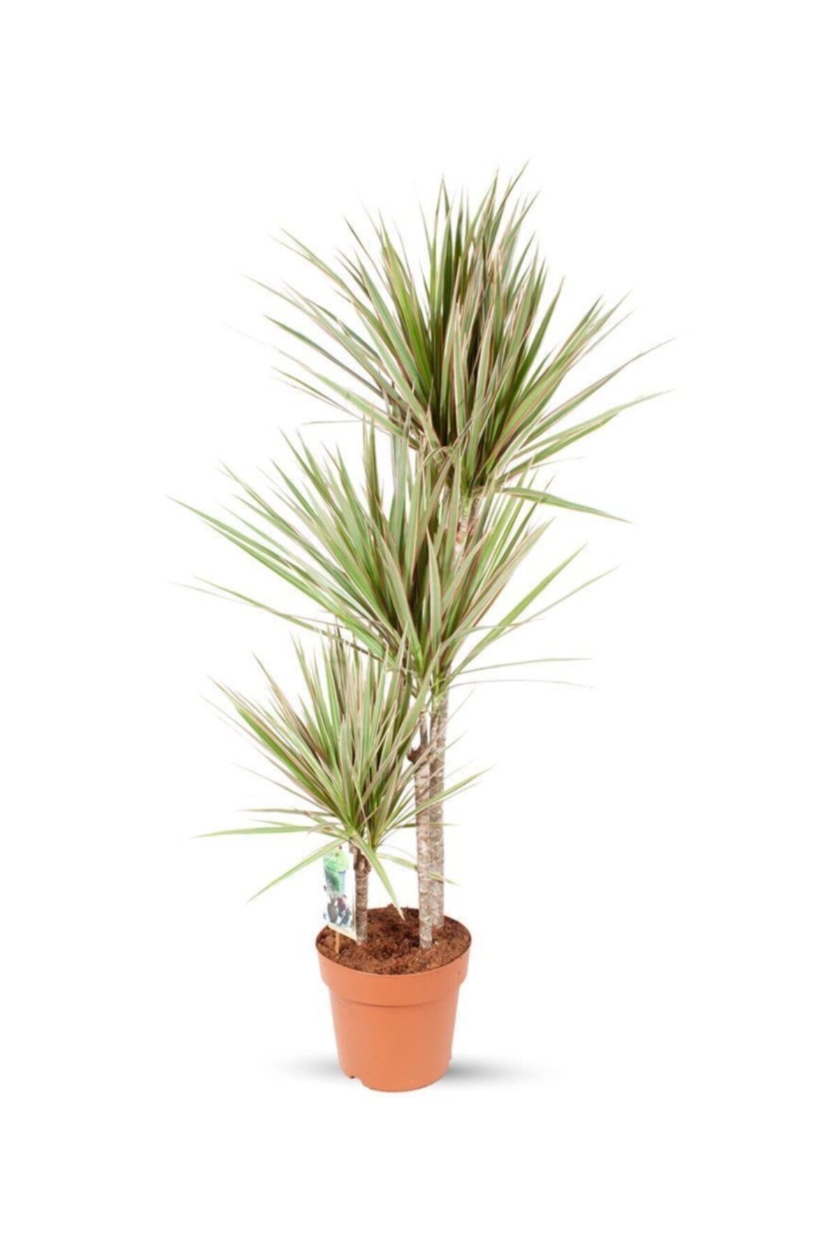 Dracaena Marginata Bicolor 3 Gövde