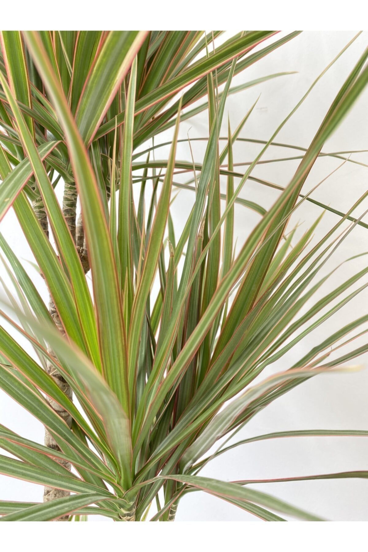 Dracaena Marginata Bicolor 3 Gövde