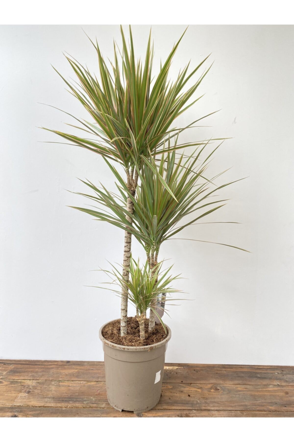 Dracaena Marginata Bicolor 3 Gövde