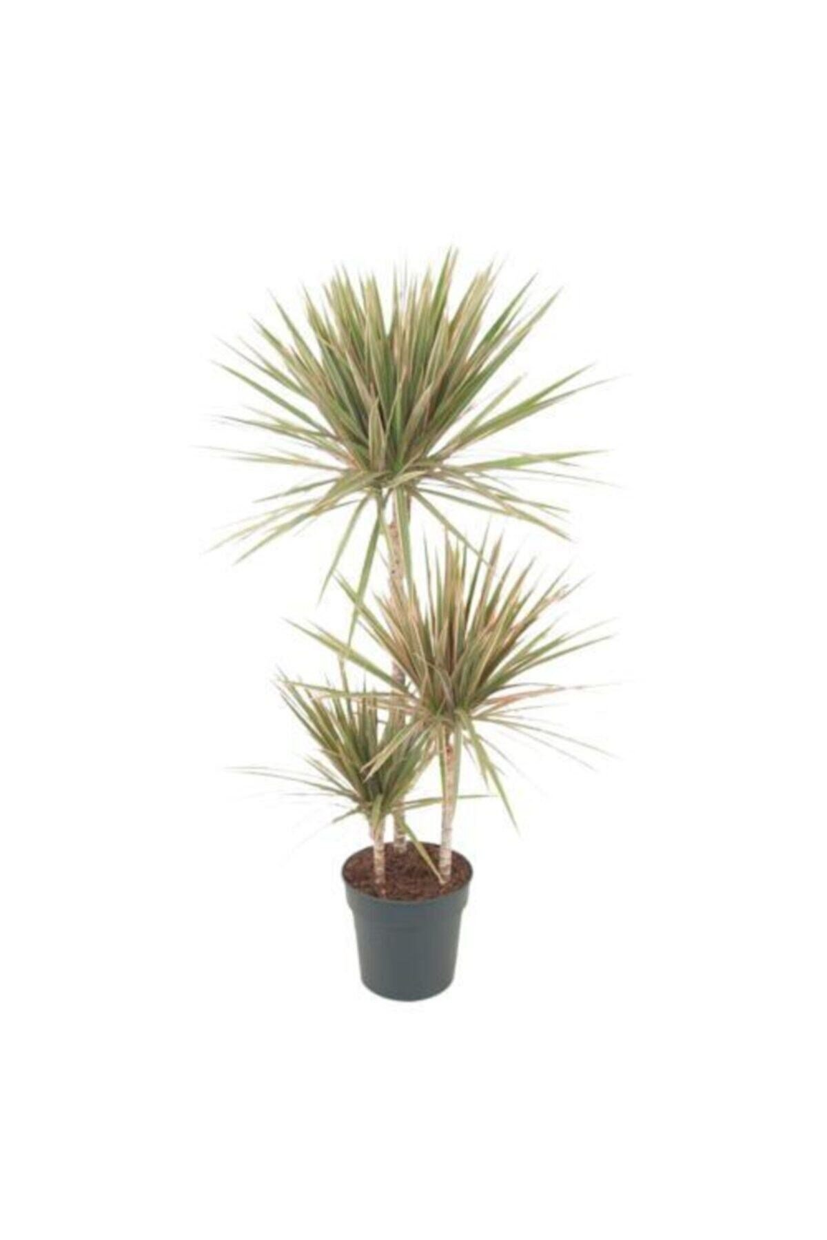 Dracaena Marginata Bicolor 3 Gövdeli