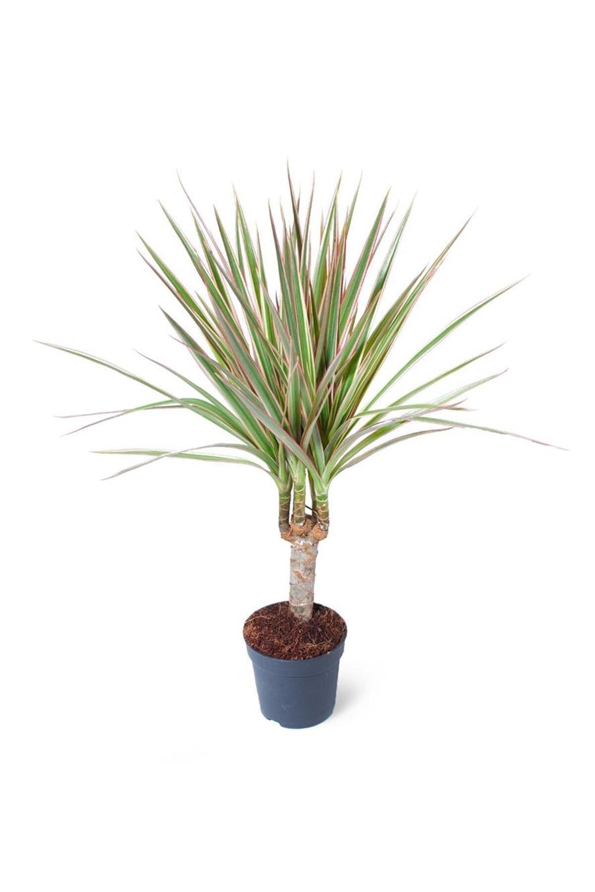 Dracaena Marginata Bicolor 6,5cm Ø